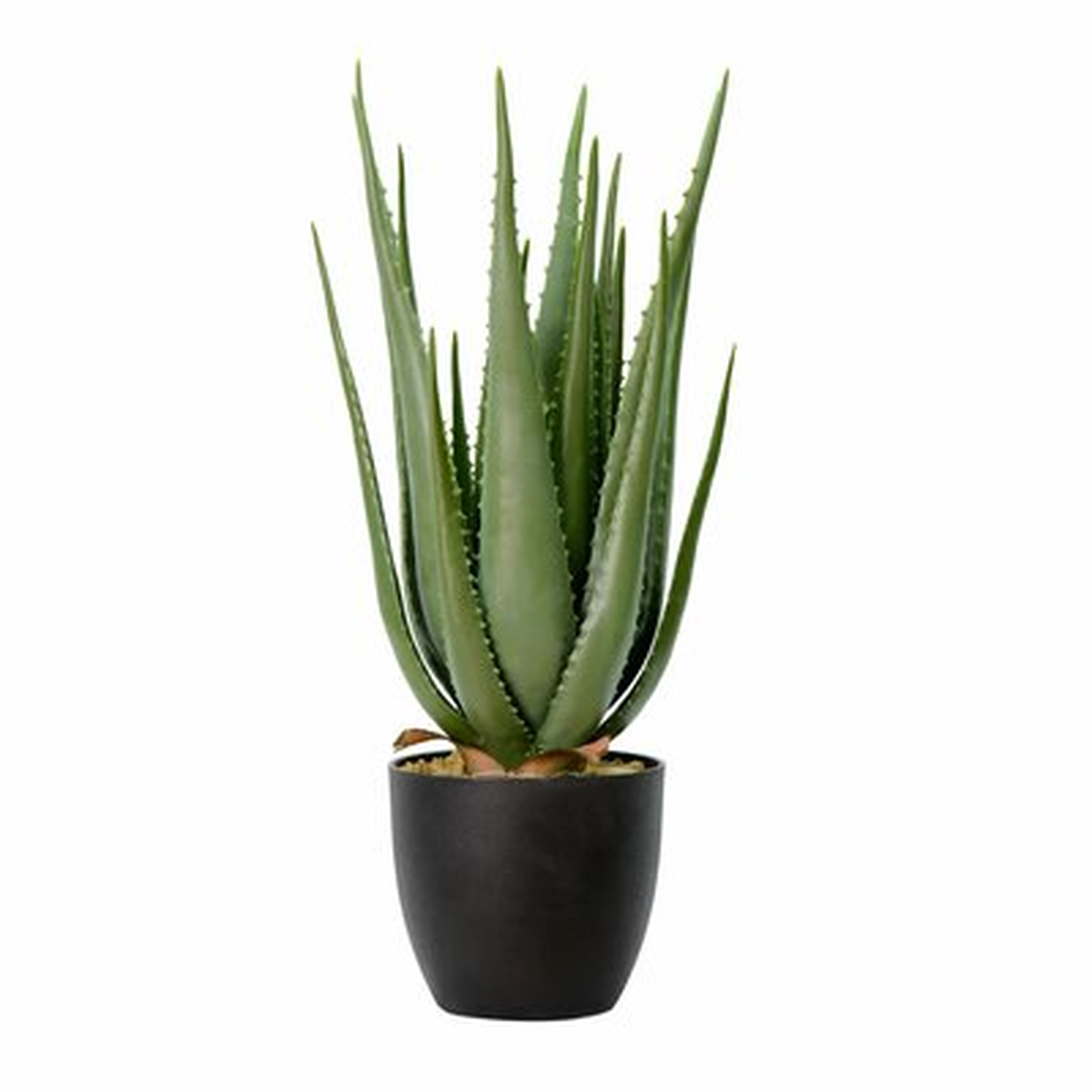 Aloe Succulent in Pot - Wayfair