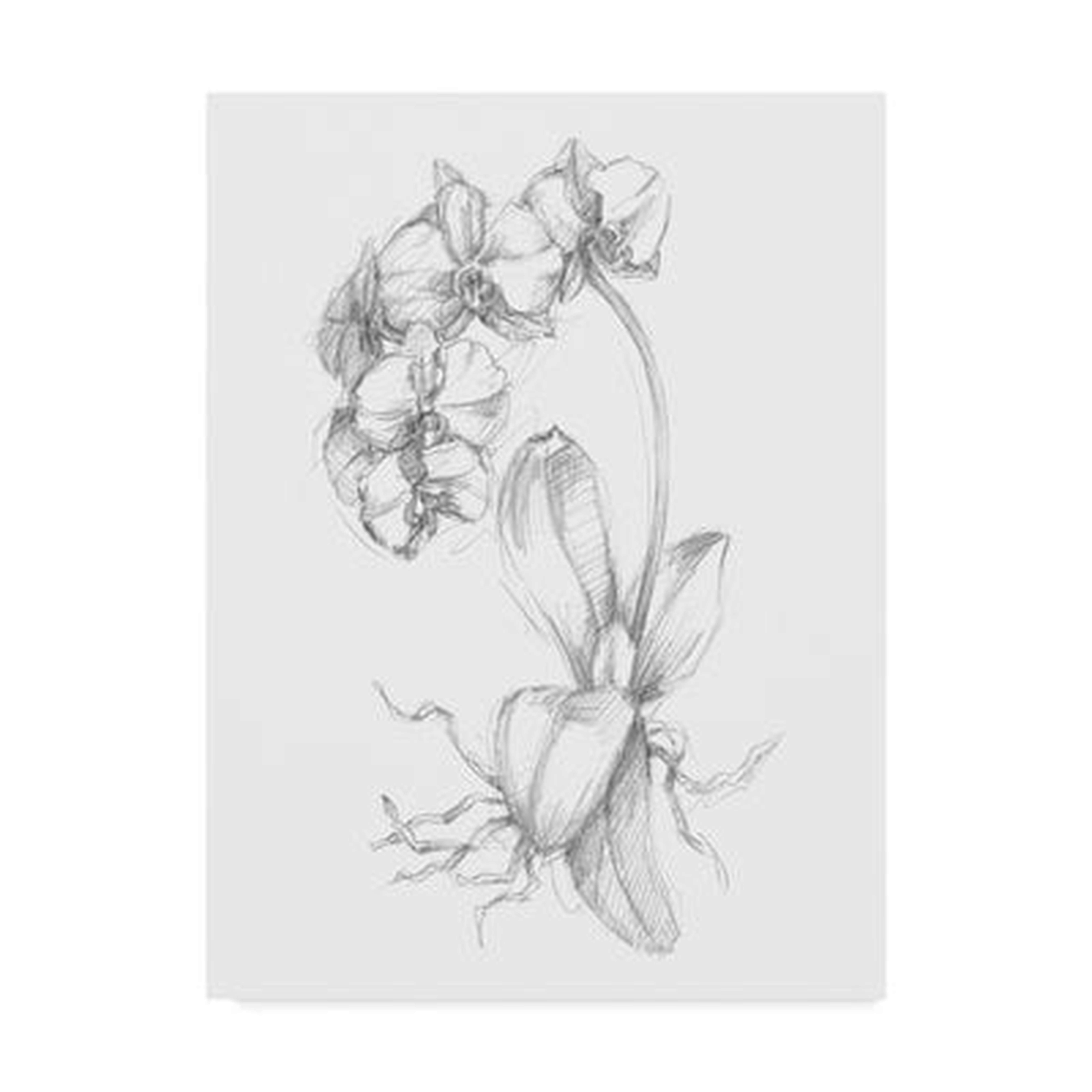 'Botanical Sketch V' Drawing Print on Wrapped Canvas - Wayfair