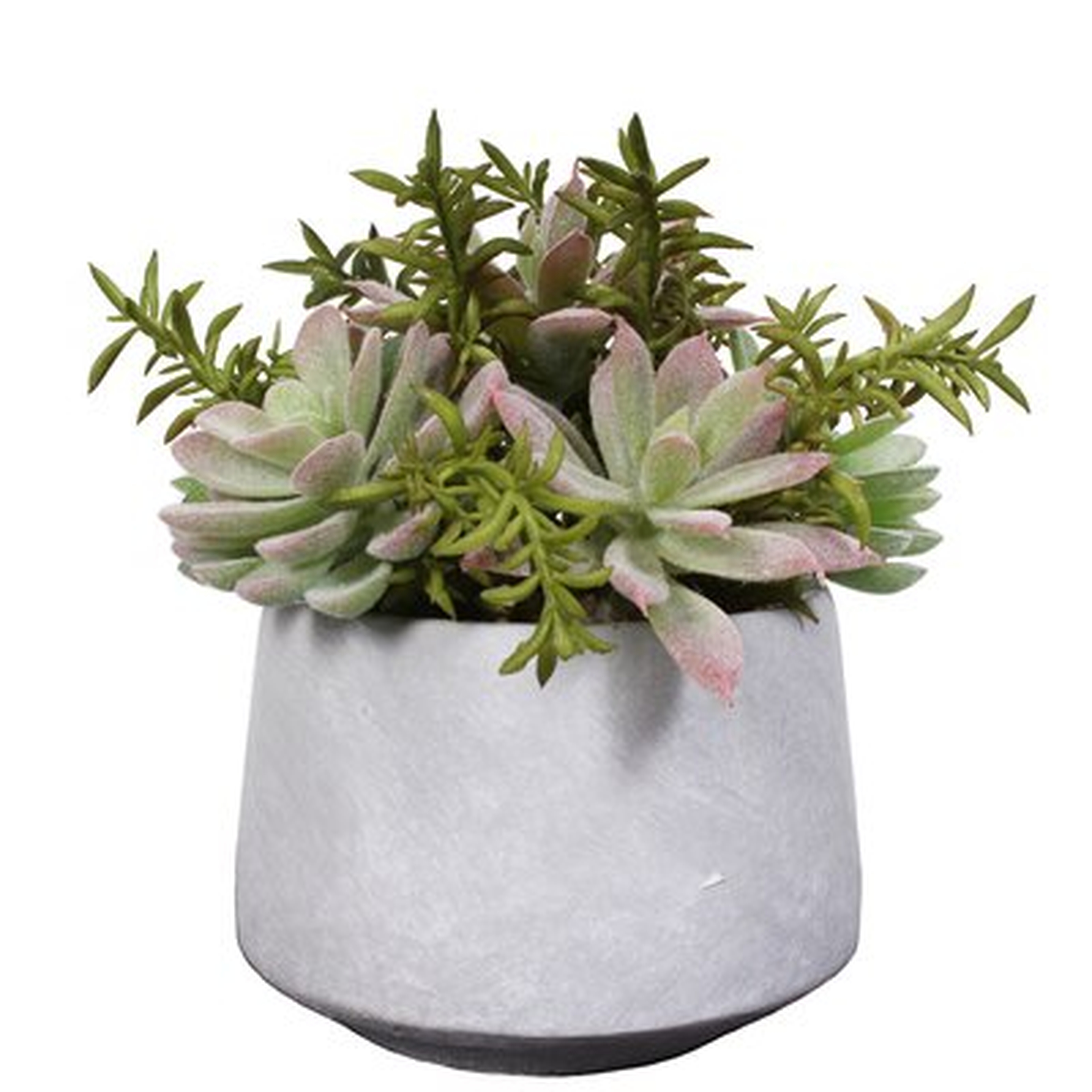 Cozy Elements Artifical Mixed Snake Plant and Aloe Succulent in Pot Set of Two - Wayfair