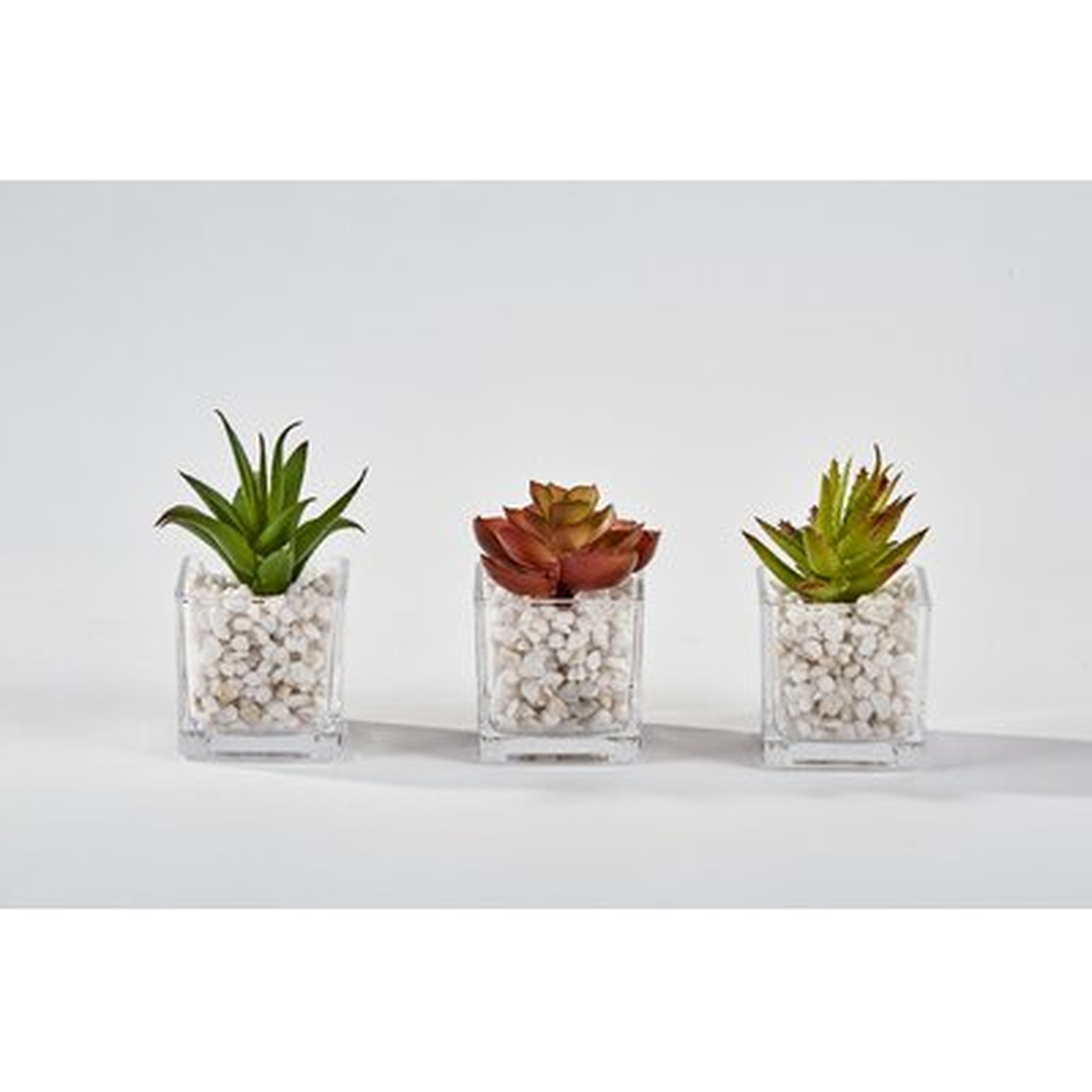 3 Piece Square Aloe Succulent in Glass Pot Set (Set of 3) - Wayfair