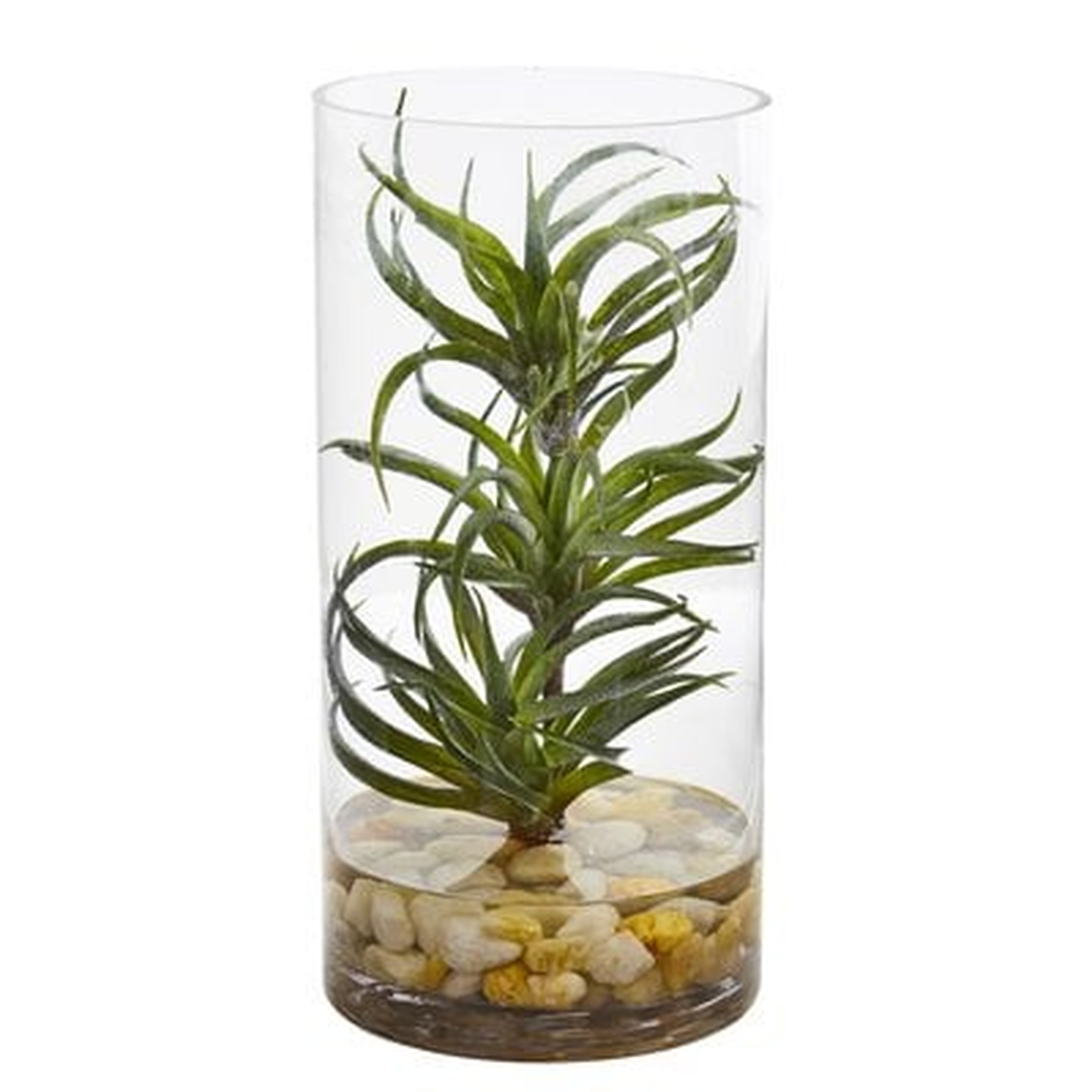 Air Plant Desktop Succulent Plant in Vase - Wayfair