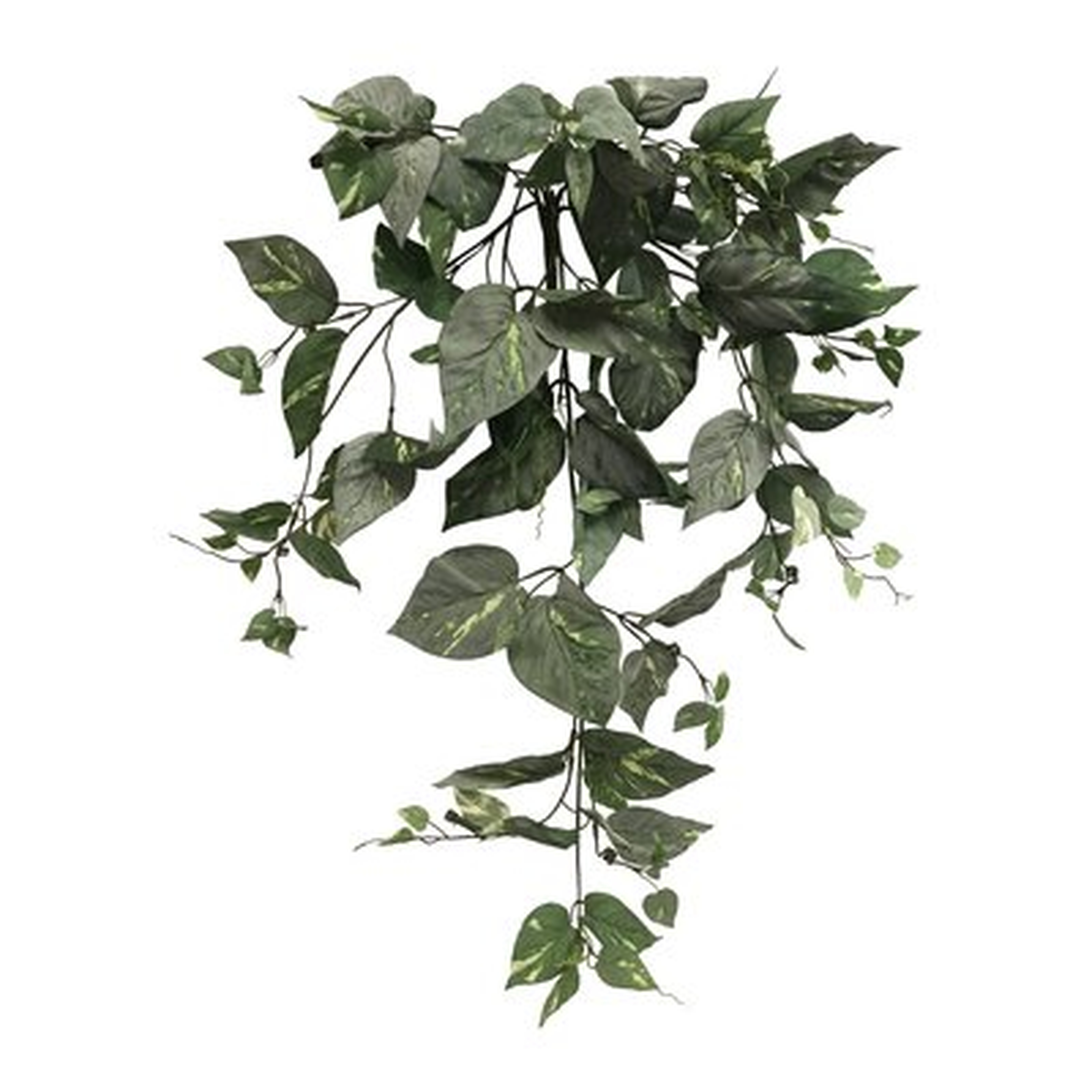 Pothos Hanging Foliage Plant - Wayfair