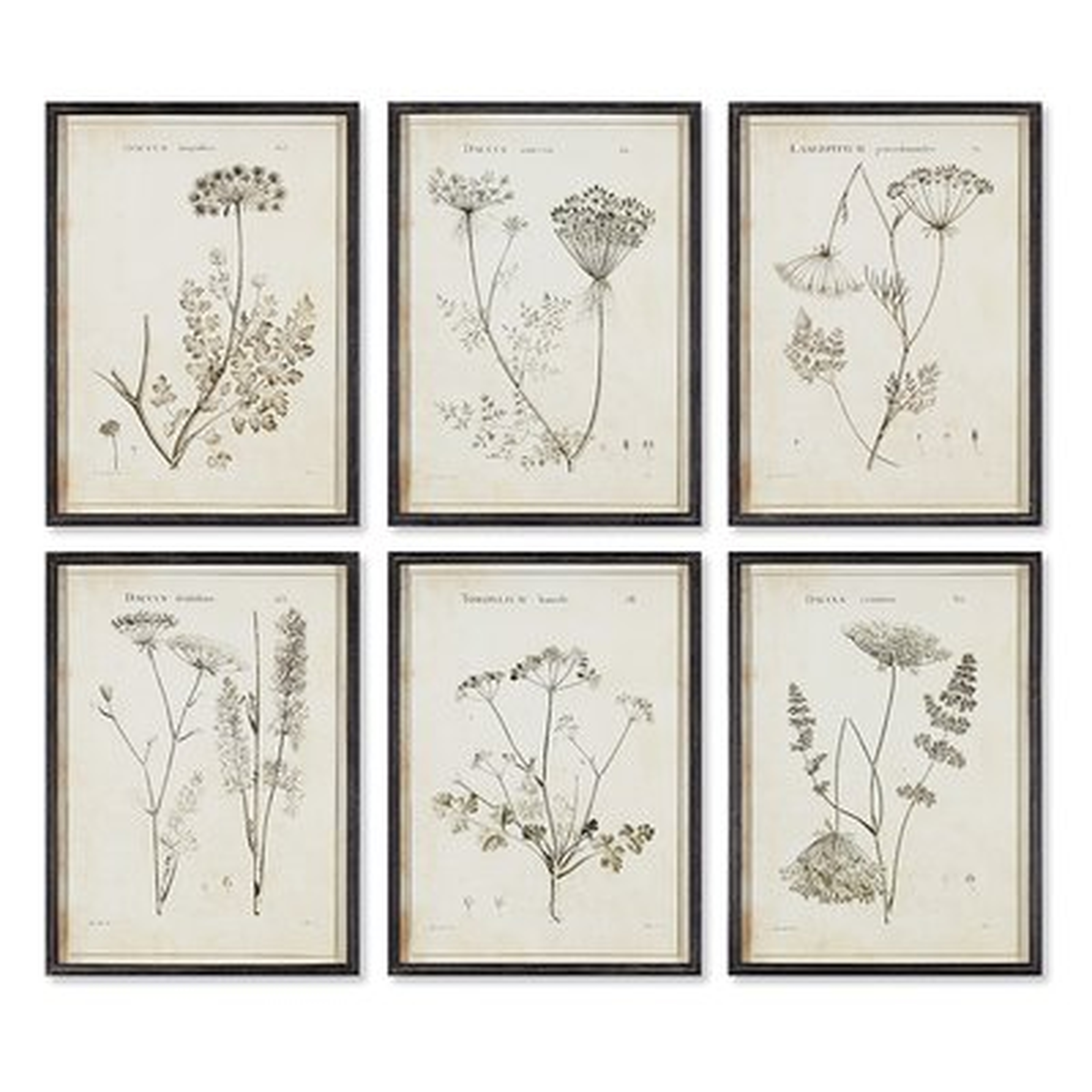 'Wild Flower' 6 Piece Framed Graphic Art Print Set - Birch Lane