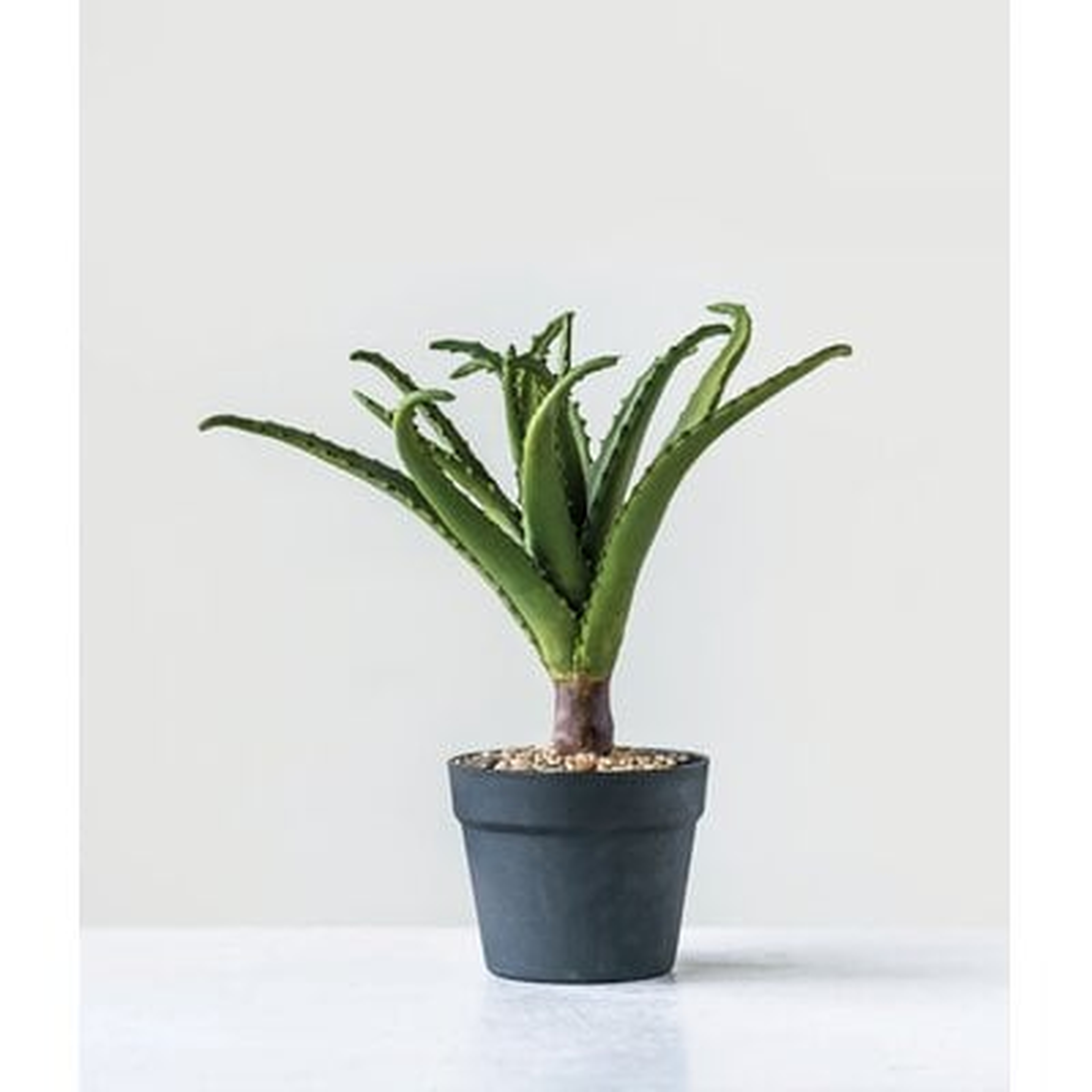 Aloe Plant in Pot - Wayfair