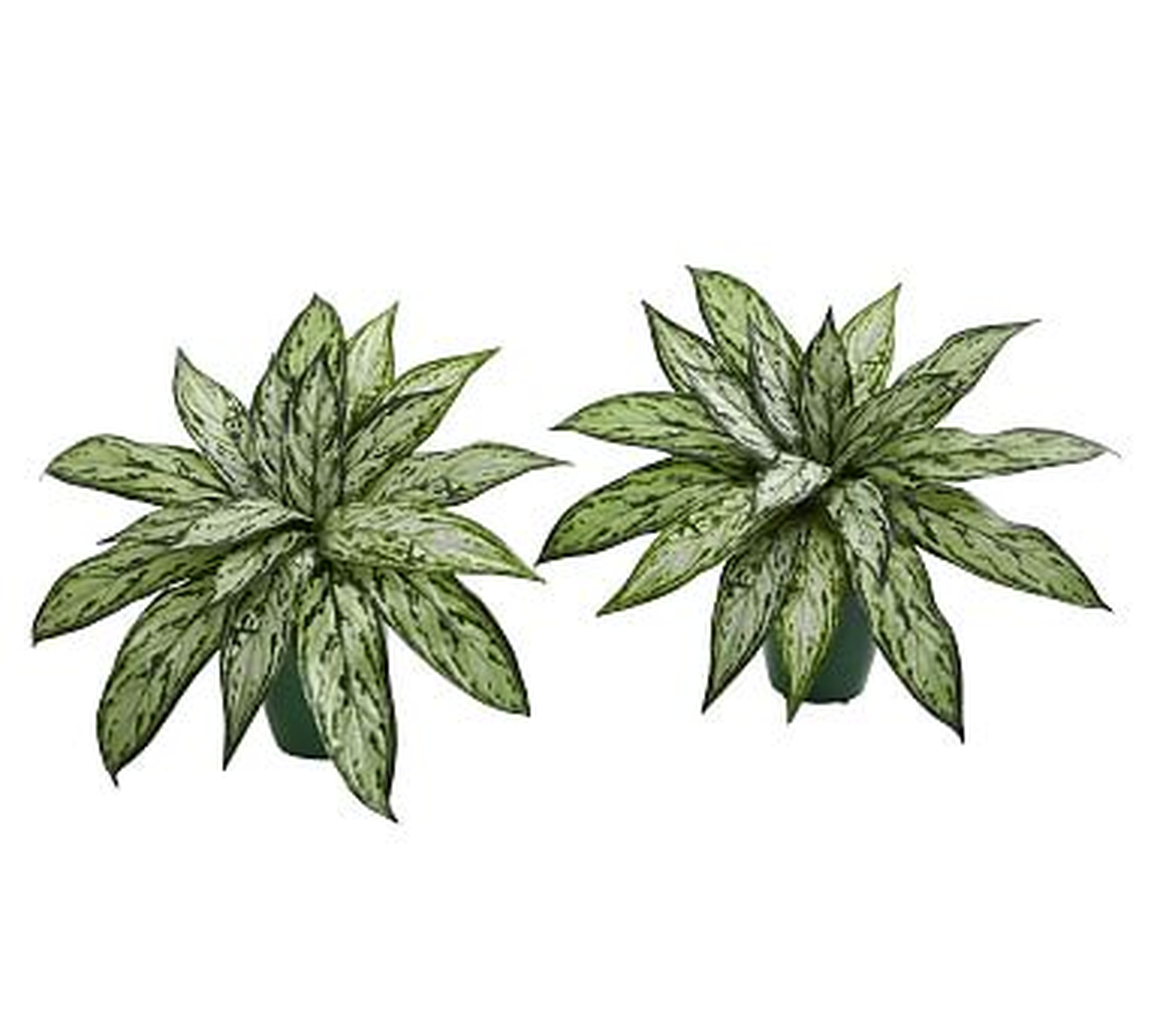 Silver Queen Faux Plant, Set of 2 - Pottery Barn