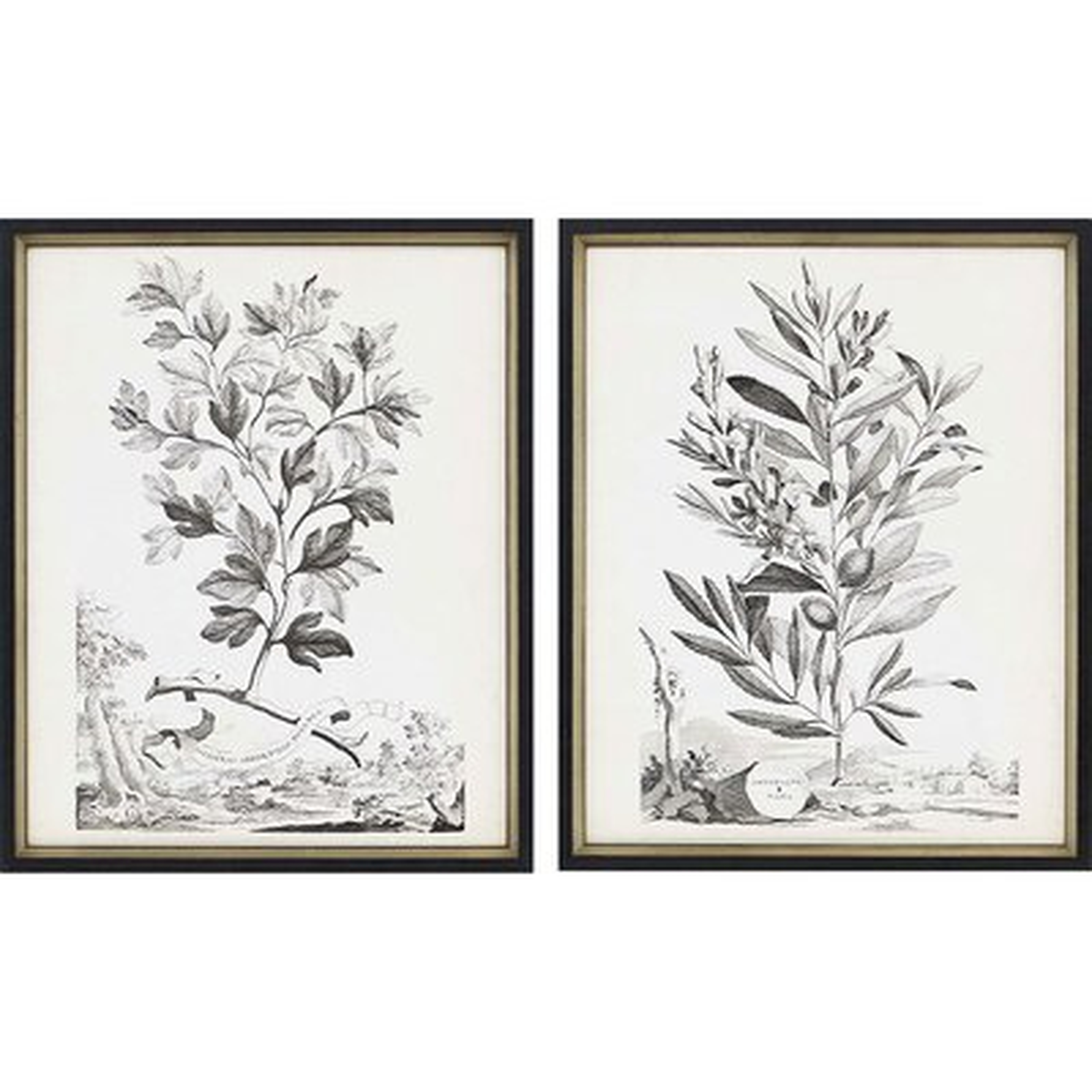 'Botanicals III' 2 Piece Framed Drawing Print Set - Wayfair