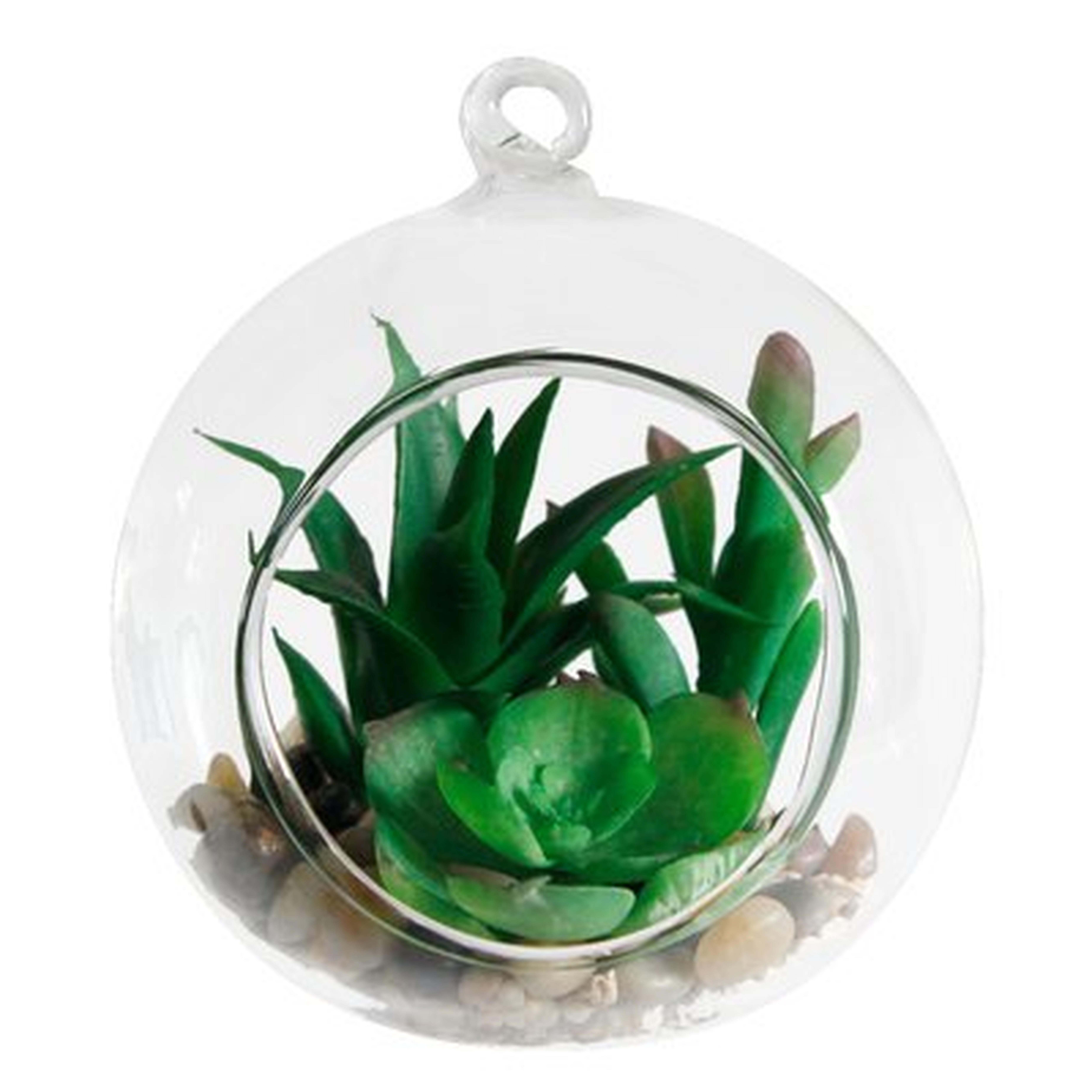 Desktop Succulent Plant in Box - Wayfair
