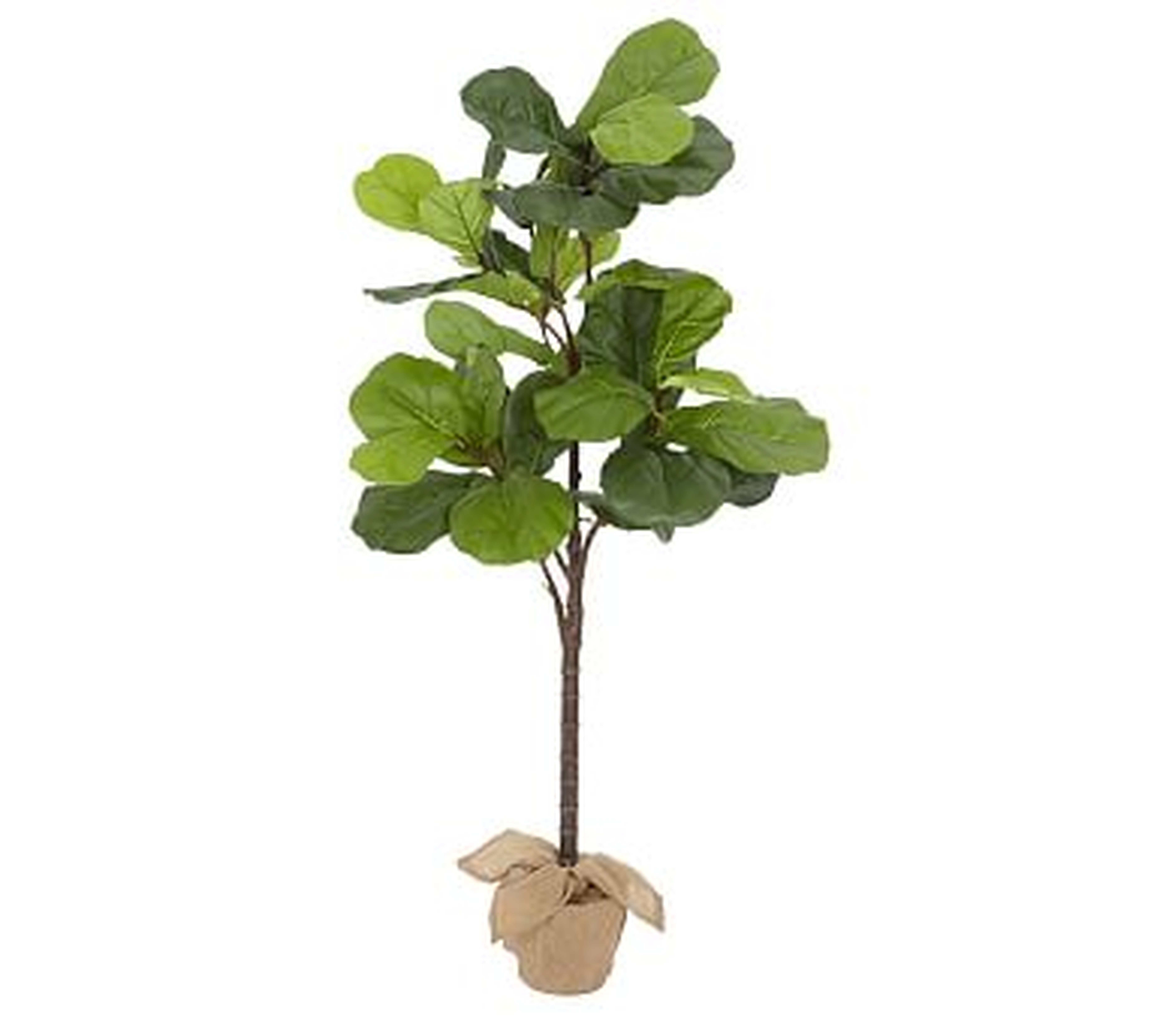 Faux Potted Fiddle Leaf Fig Tree, Medium, 7' - Pottery Barn