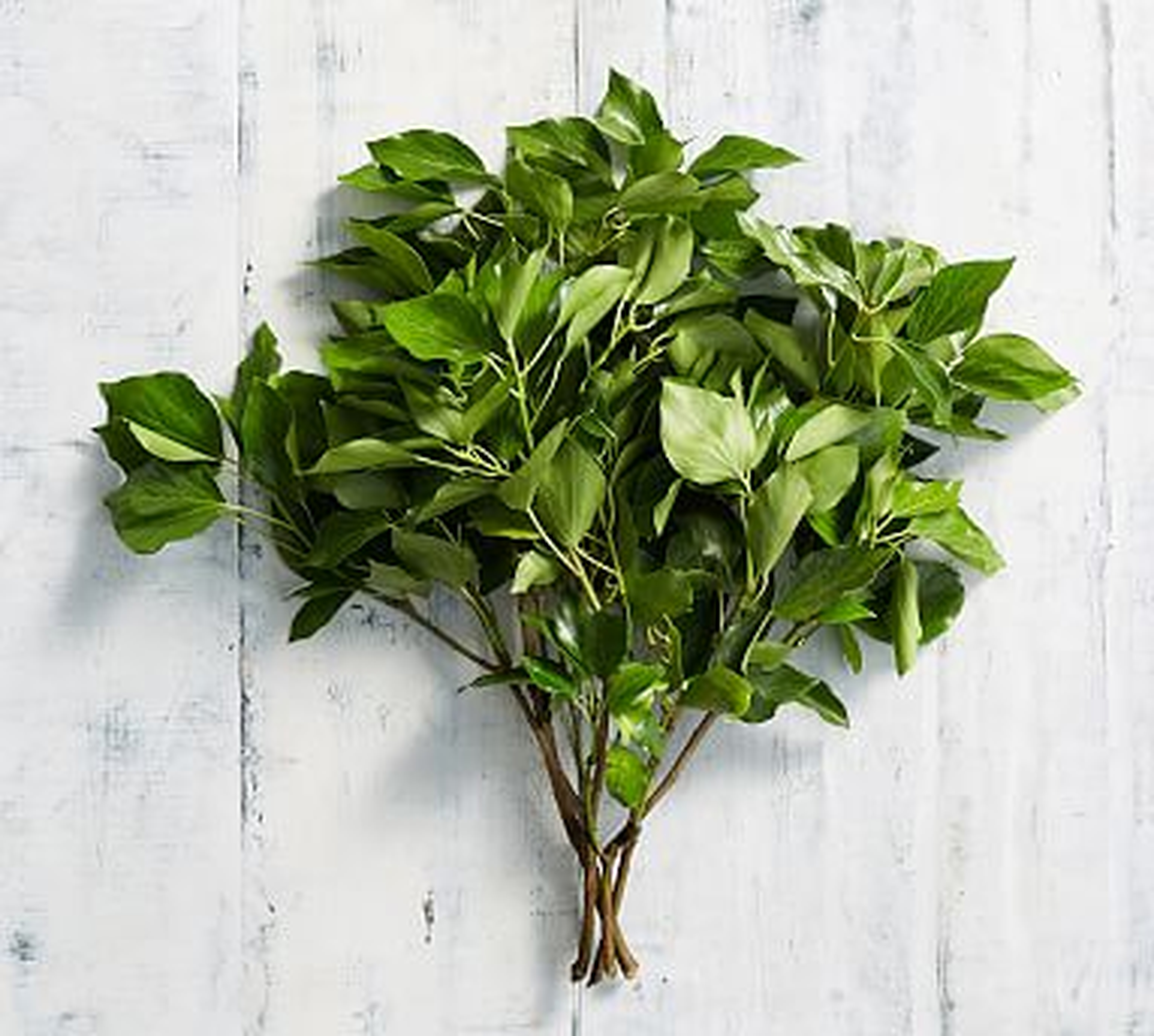 Live Bush Ivy Bunches - Pottery Barn