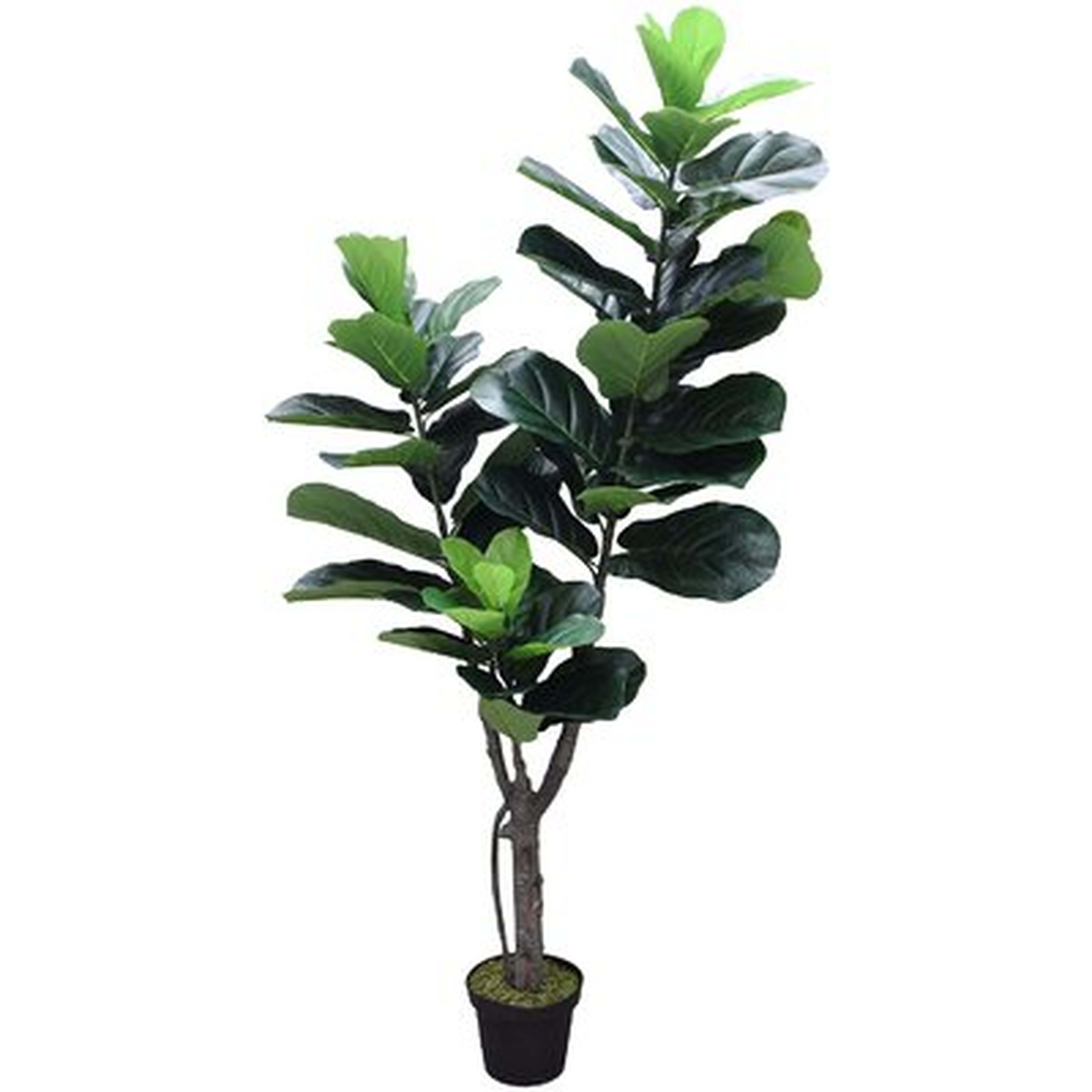 Real Touch Silk Fiddle Leaf Fig Tree in Pot - Wayfair