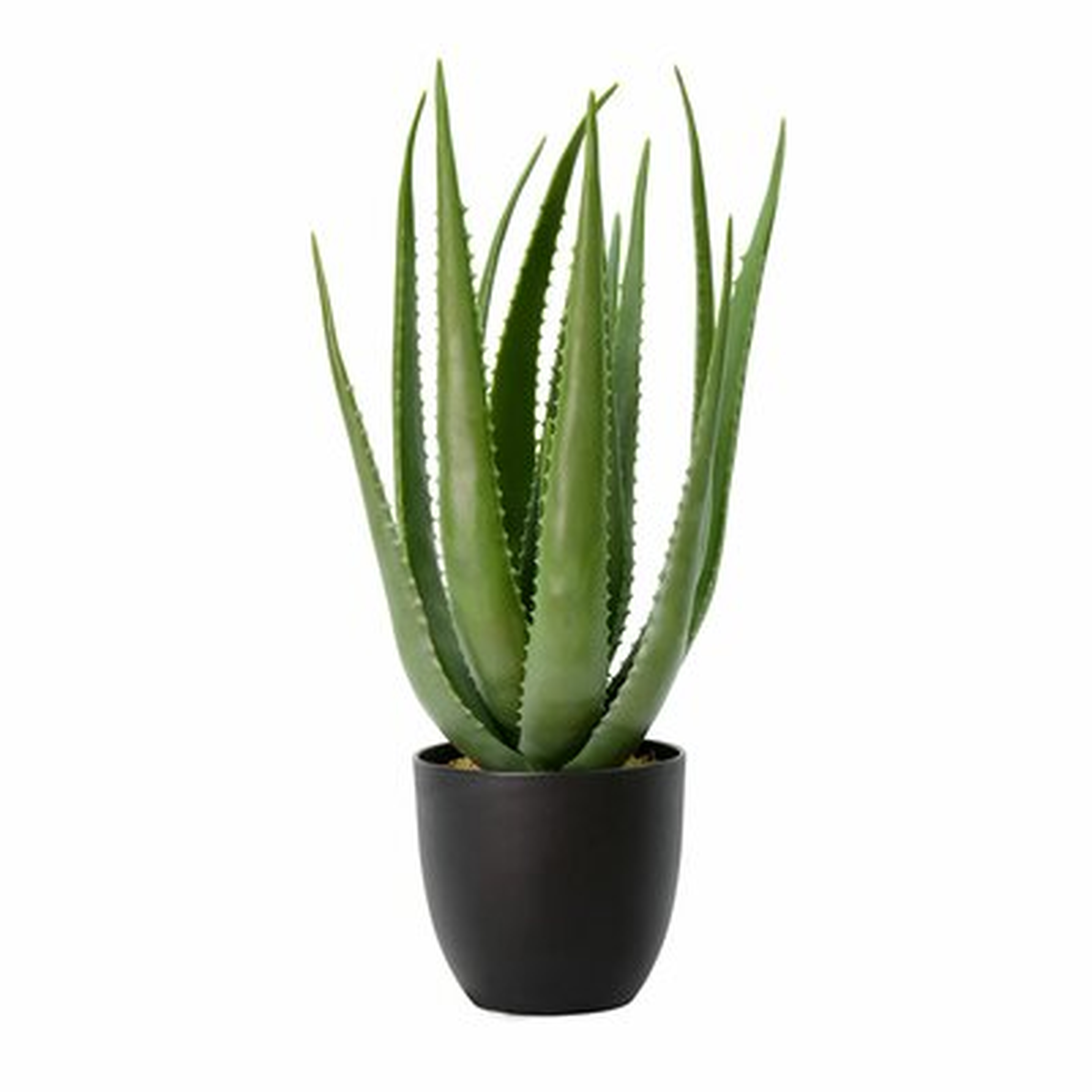 Aloe Succulent in Pot - Wayfair