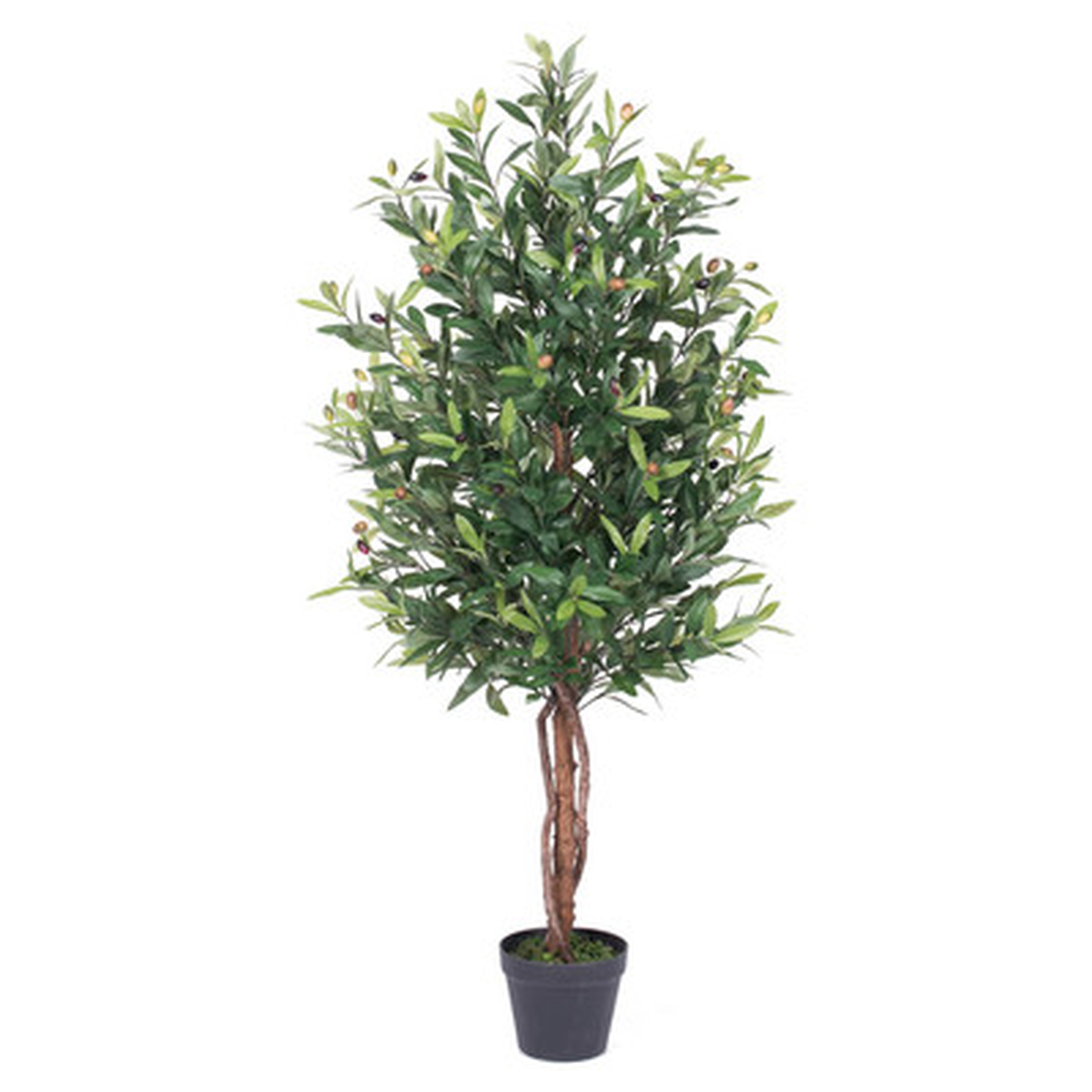 Olive Tree in Pot - Wayfair