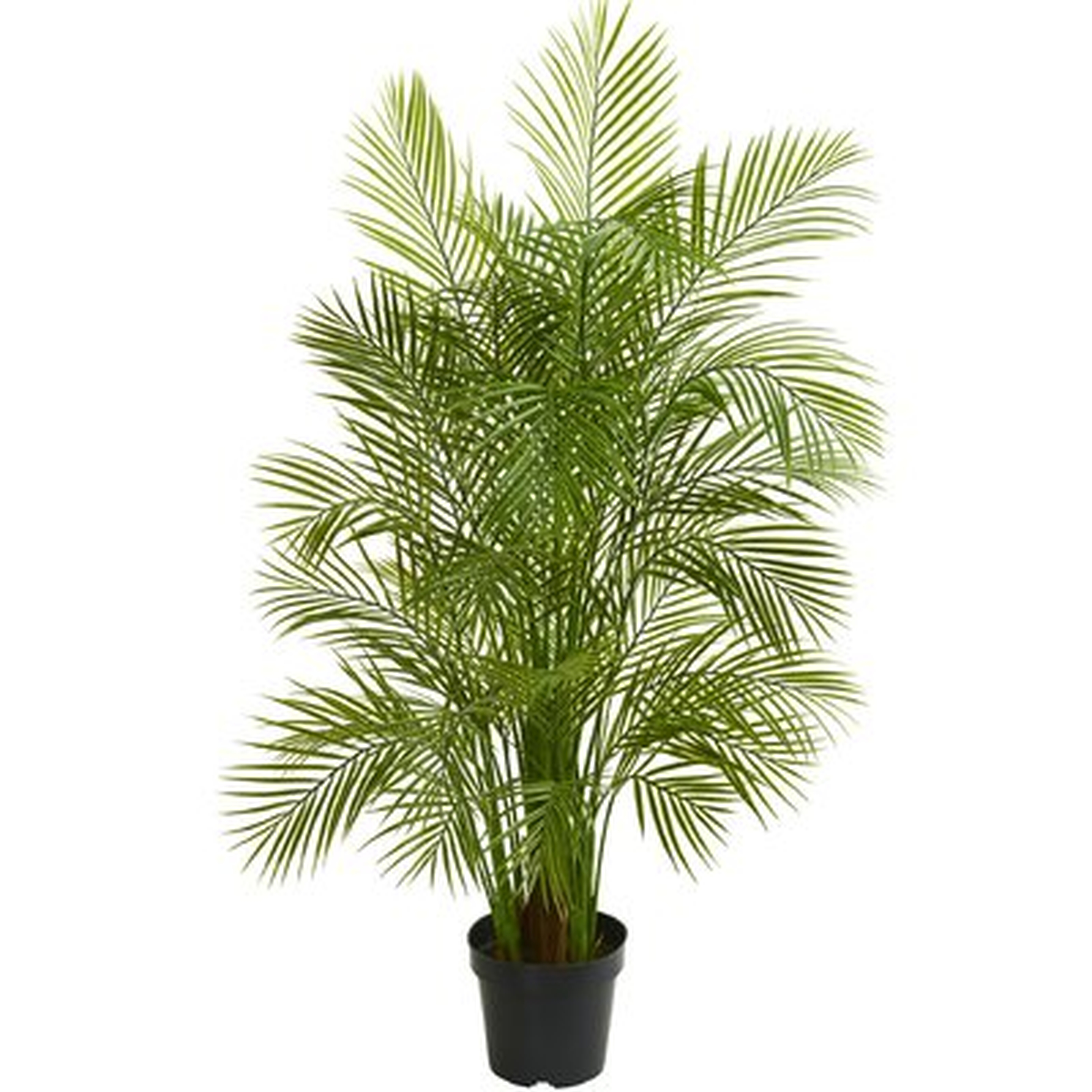 Areca Floor Palm Tree in Planter - Wayfair