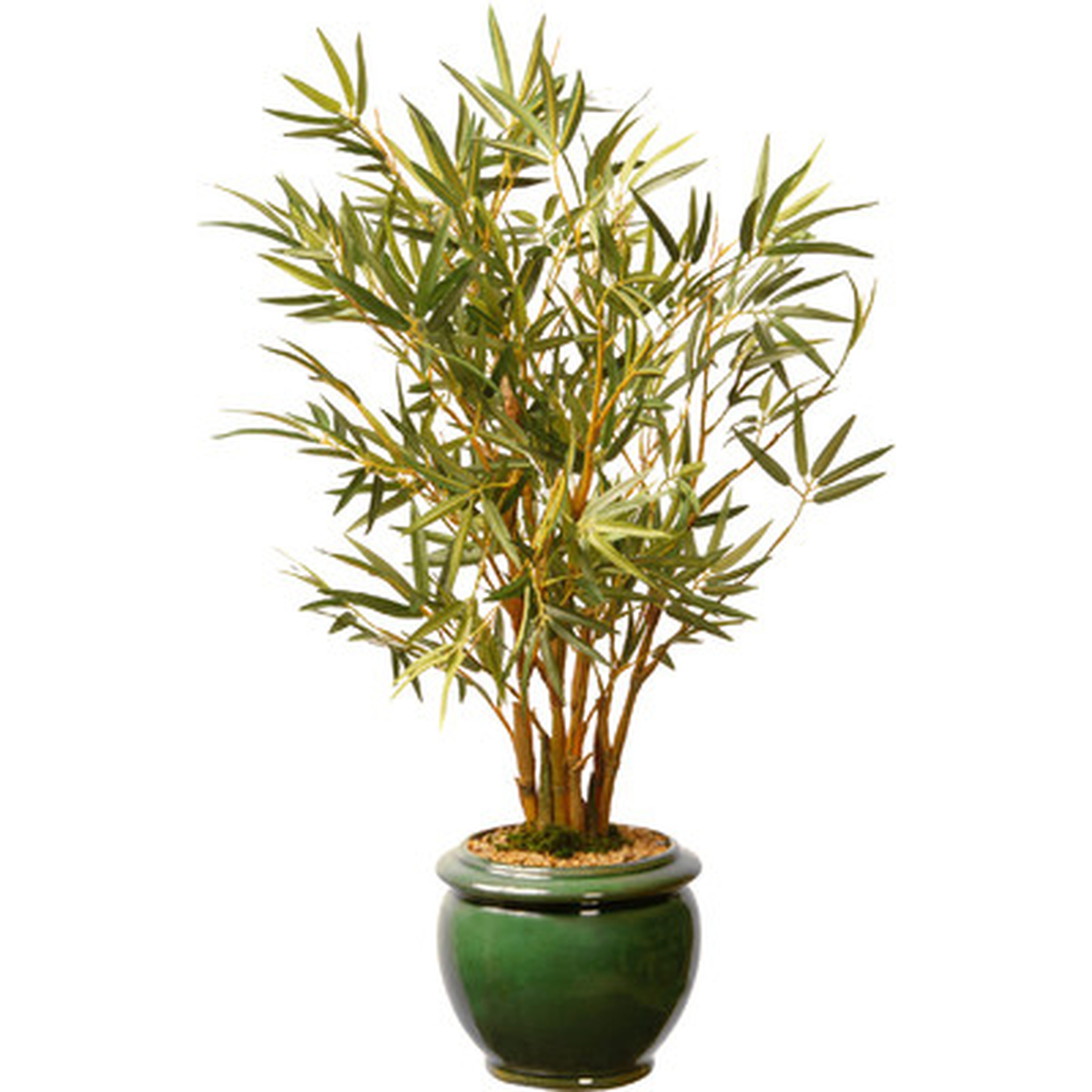 Bamboo Plant in Pot - Wayfair