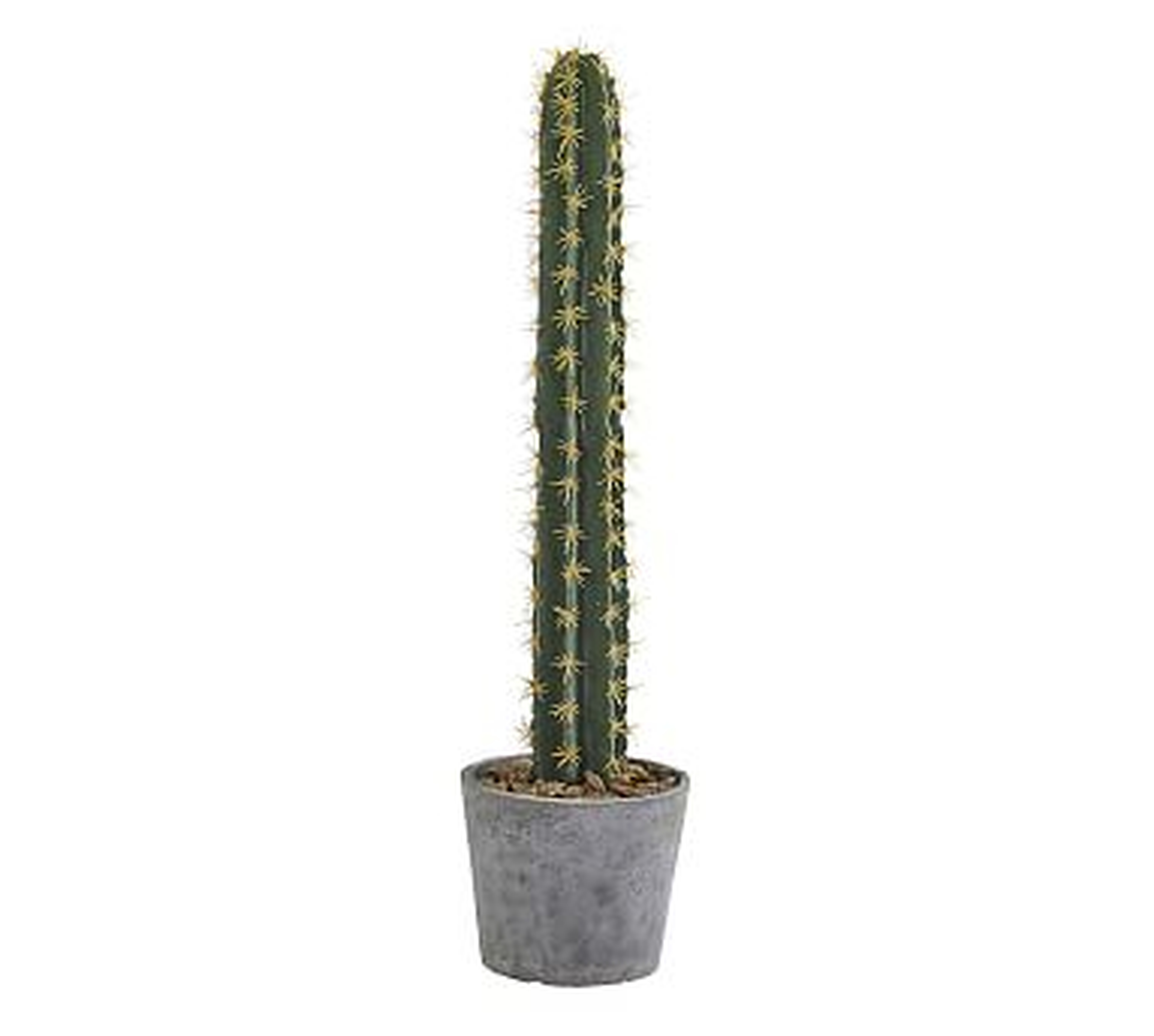 Faux Potted Cactus - Pottery Barn