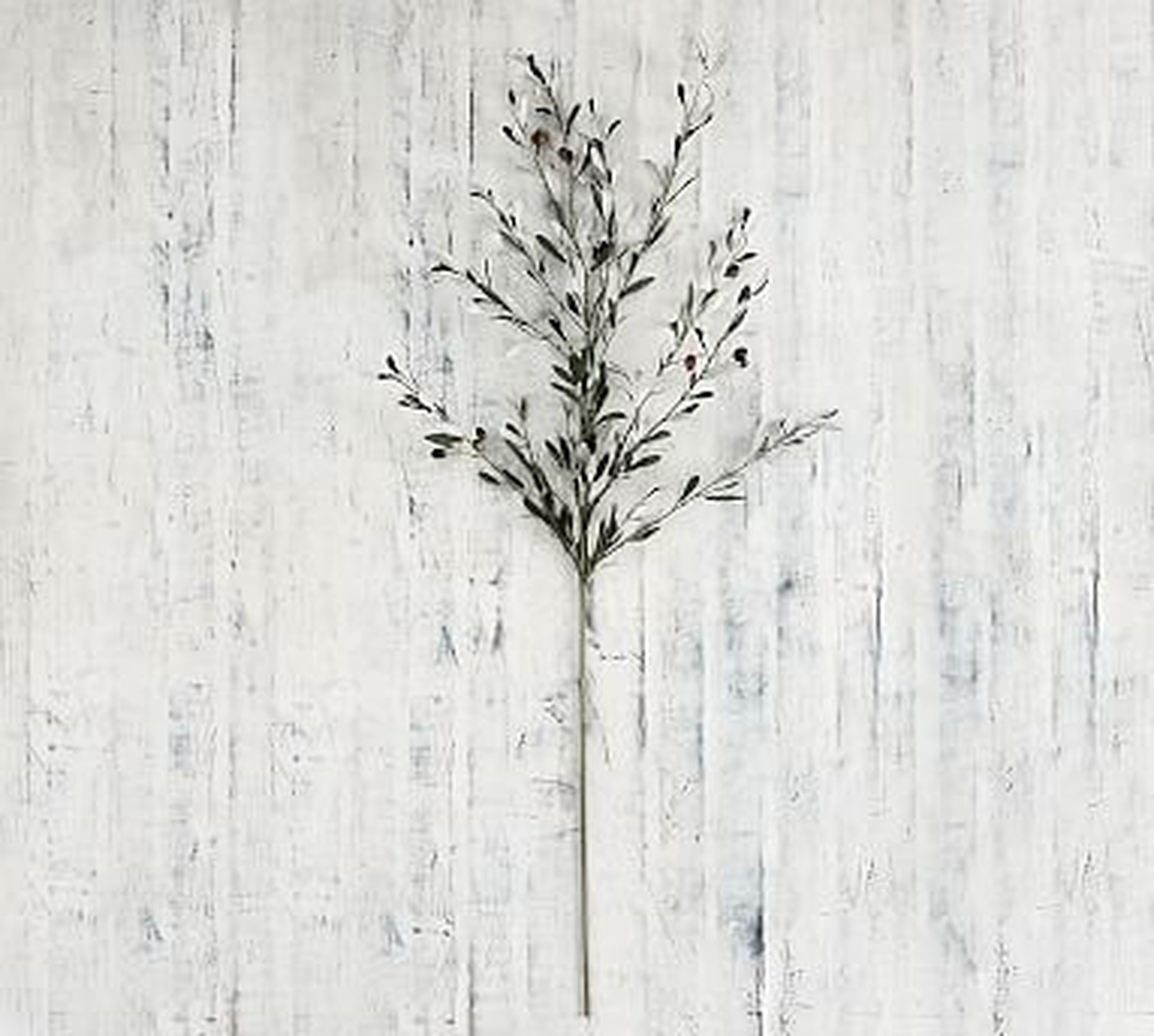 Faux Olive Branch - Pottery Barn