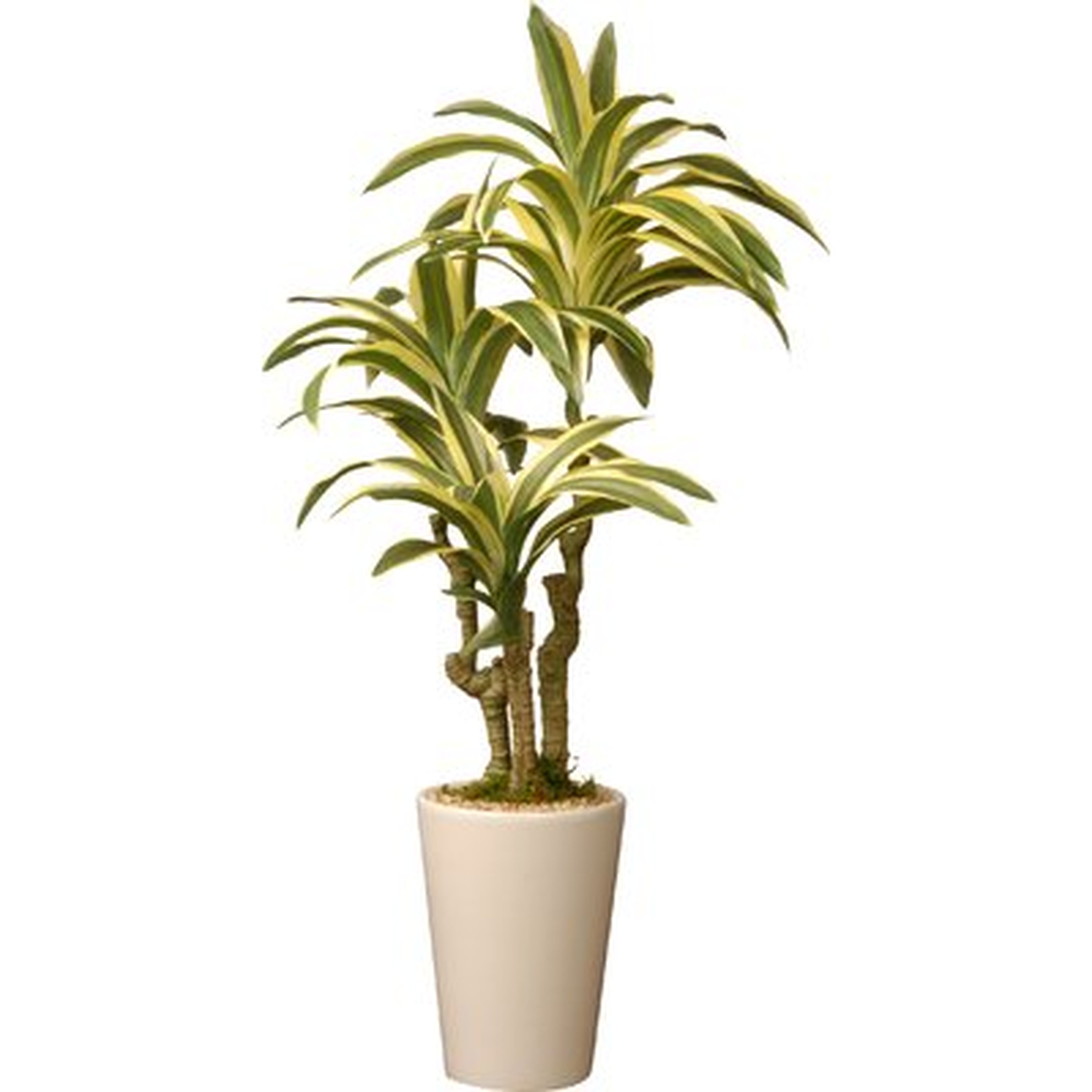Dracaena Palm Plant in Pot - Wayfair