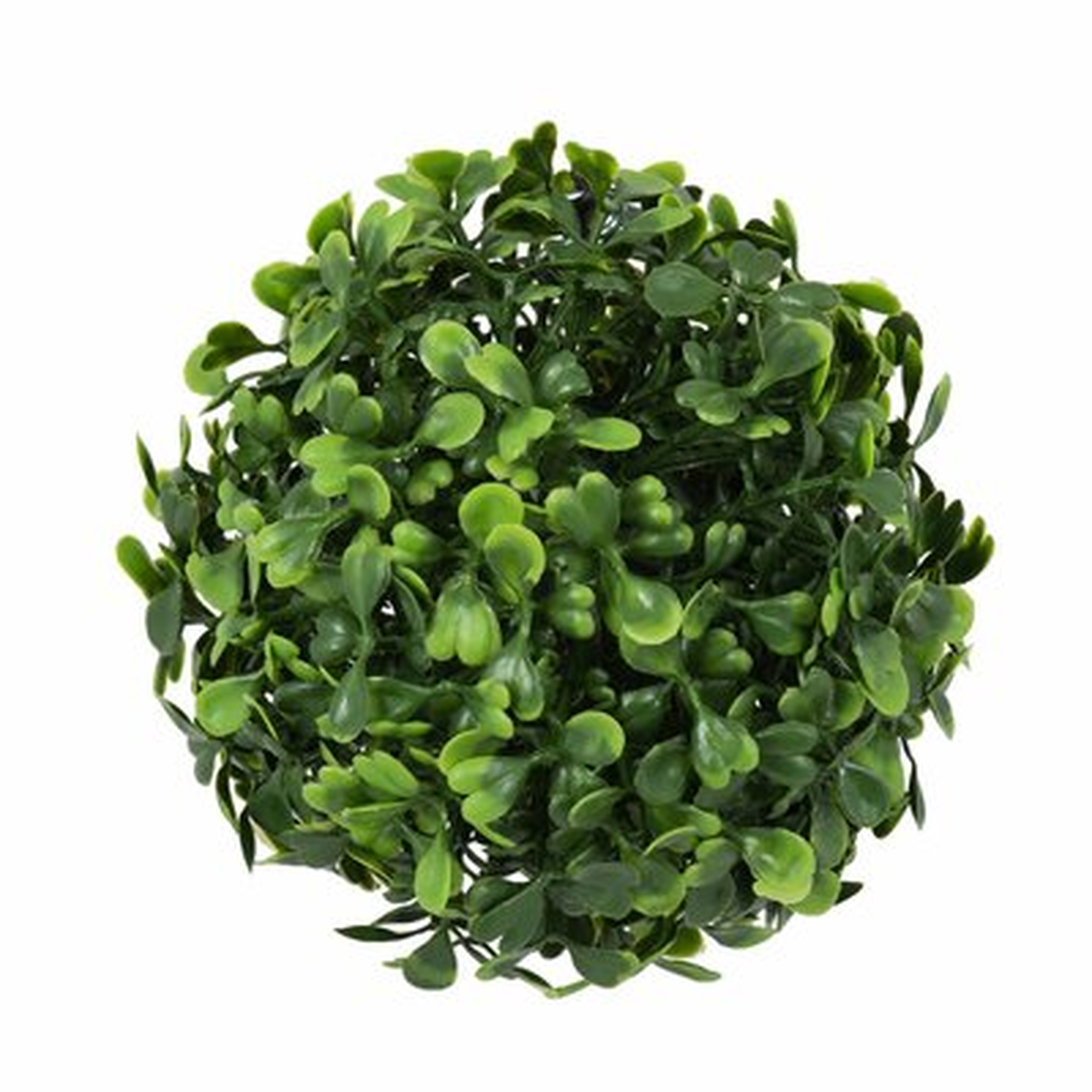 Mini Button Leaf Ball Foliage Plant (set of 4) - Wayfair