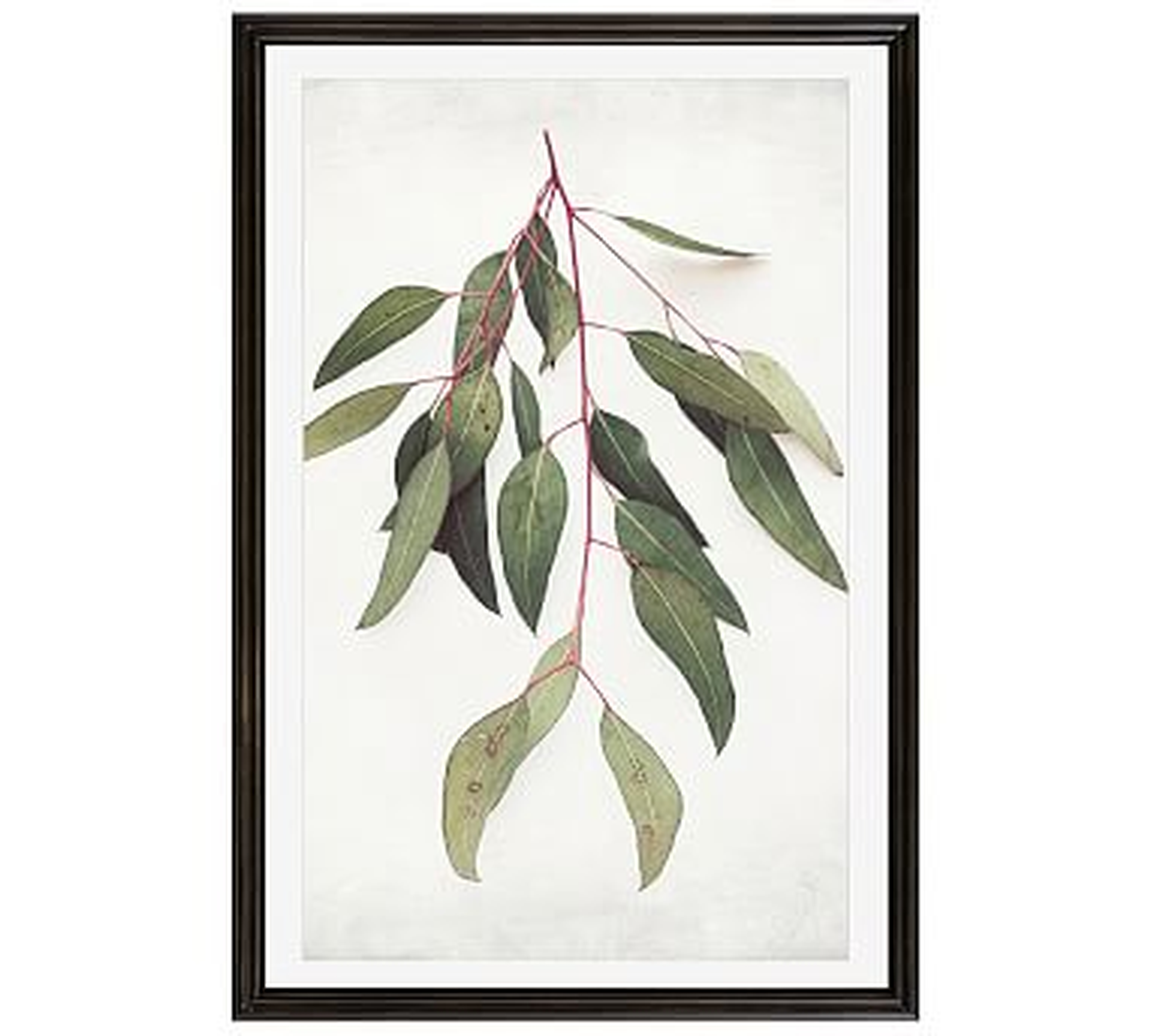 Eucalyptus Sprig Paper Print by Lupen Grainne - Pottery Barn