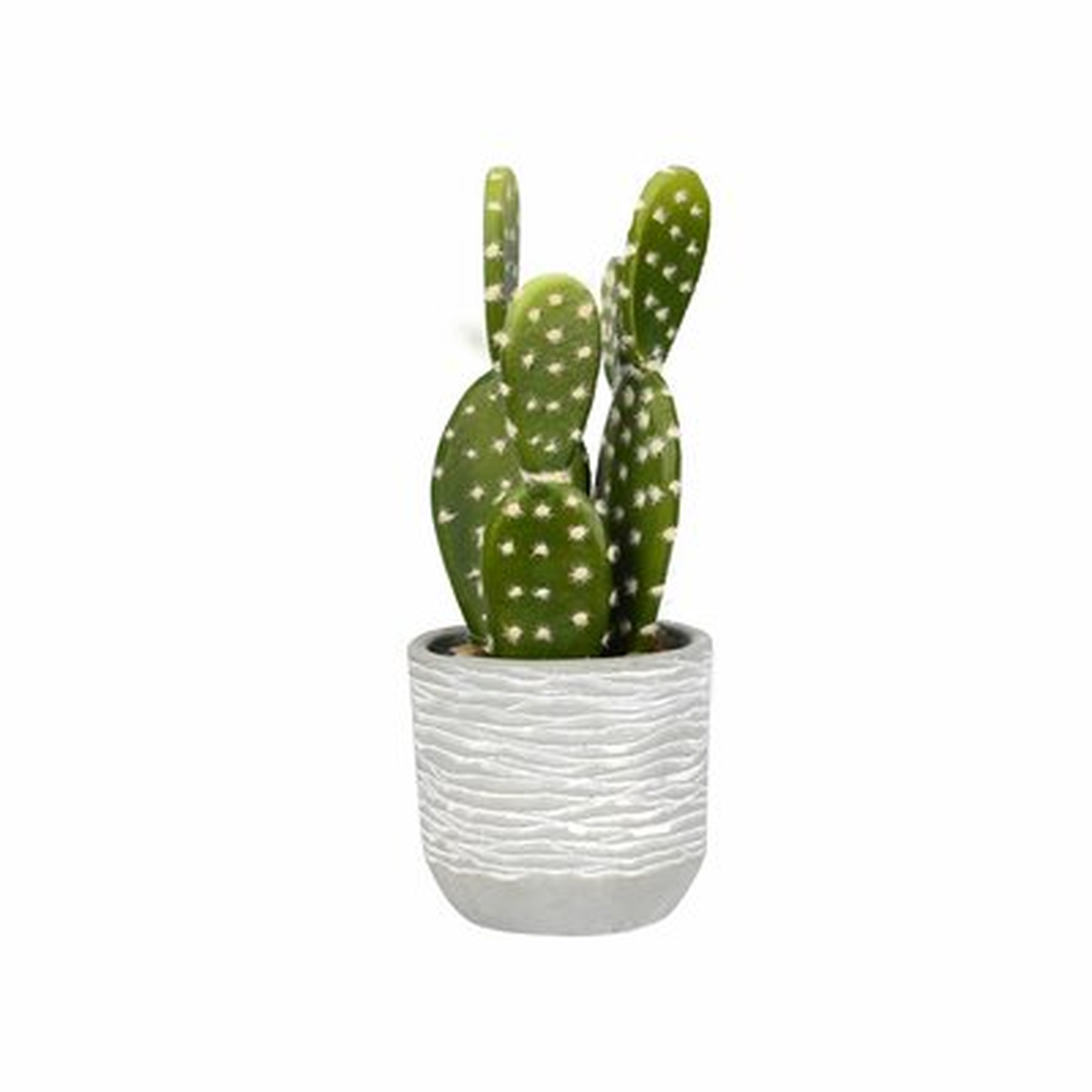 Cactus Succulent in Pot - Wayfair