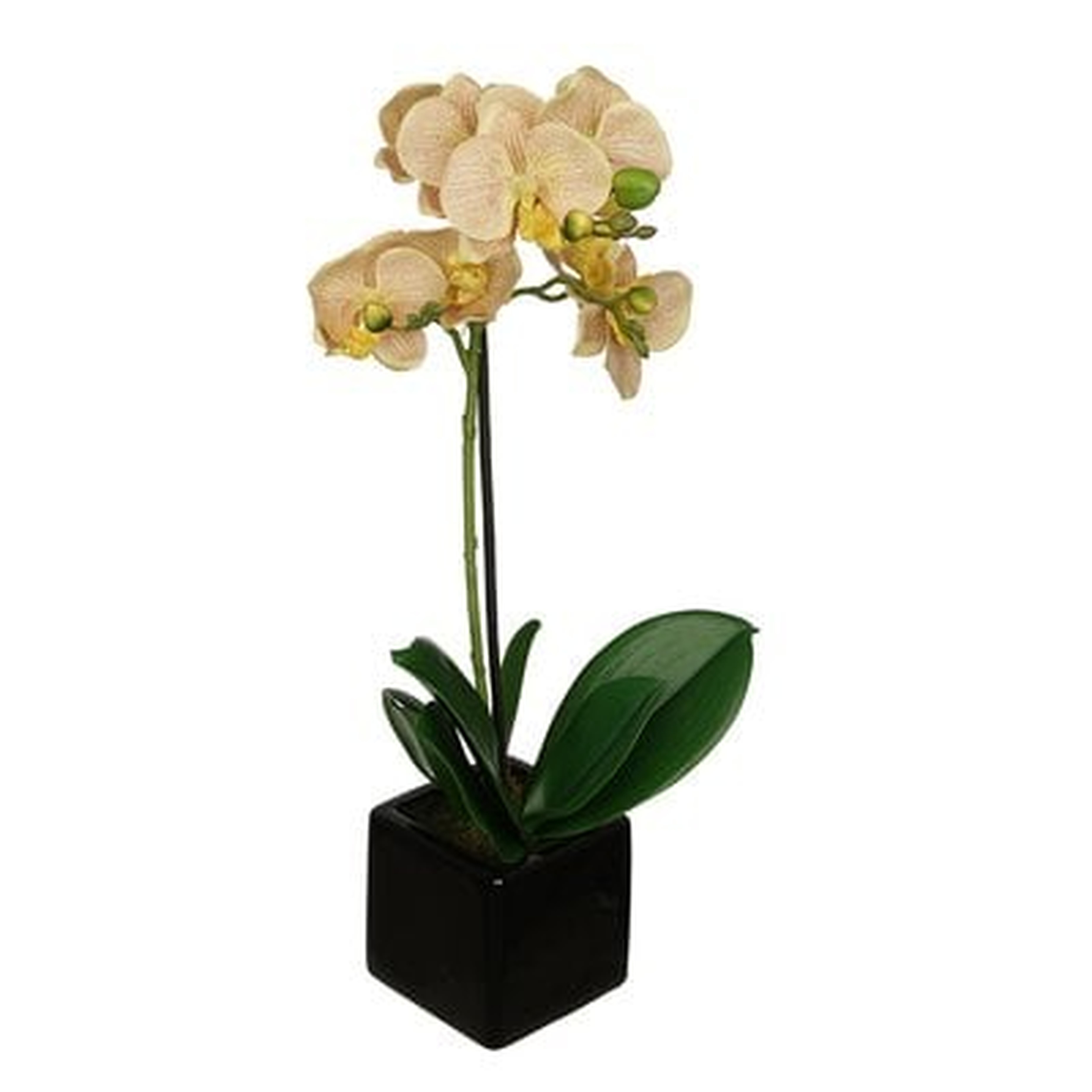 Artificial Baby Orchid Centerpiece in Pot - Birch Lane