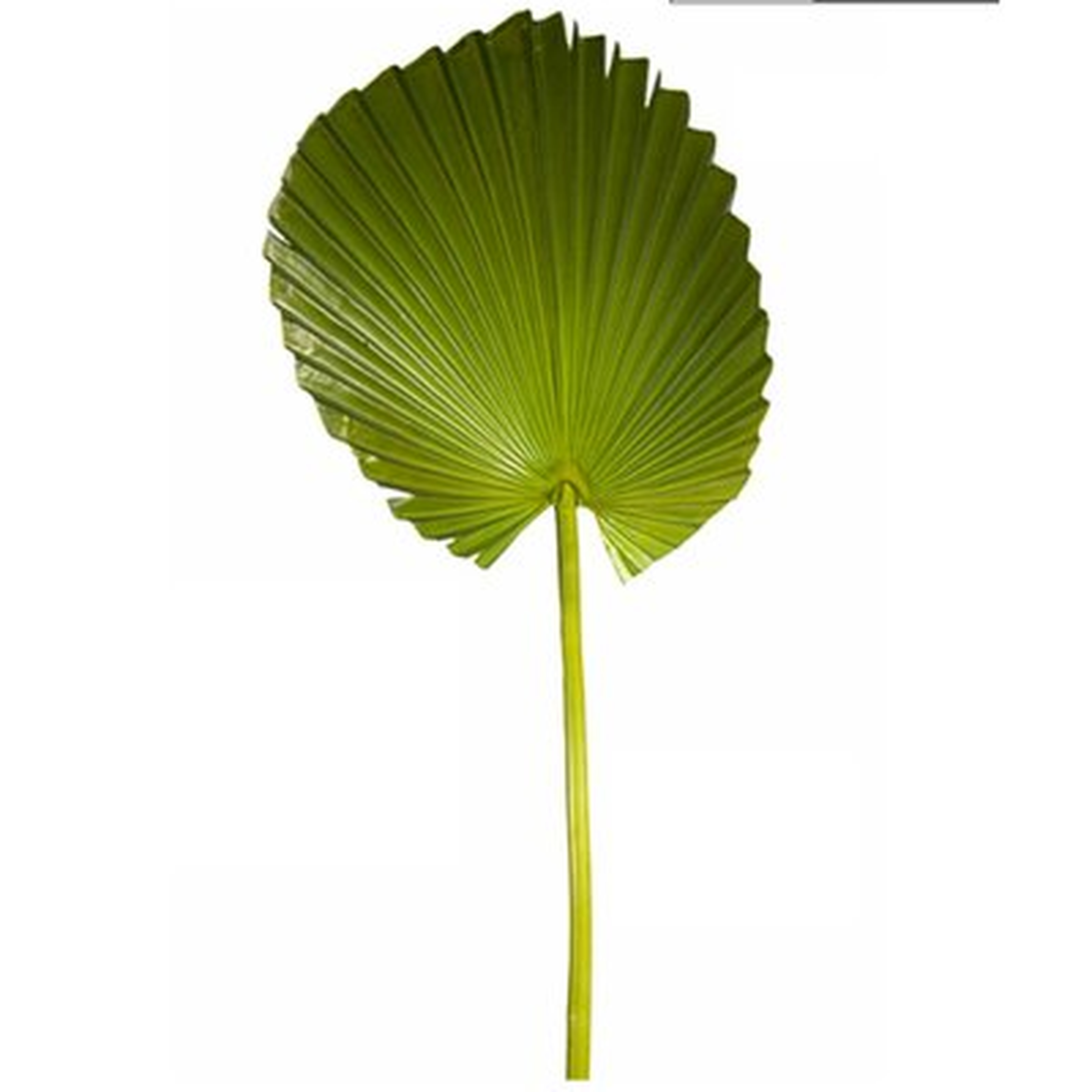 Green Fan Palm Leaf - Wayfair