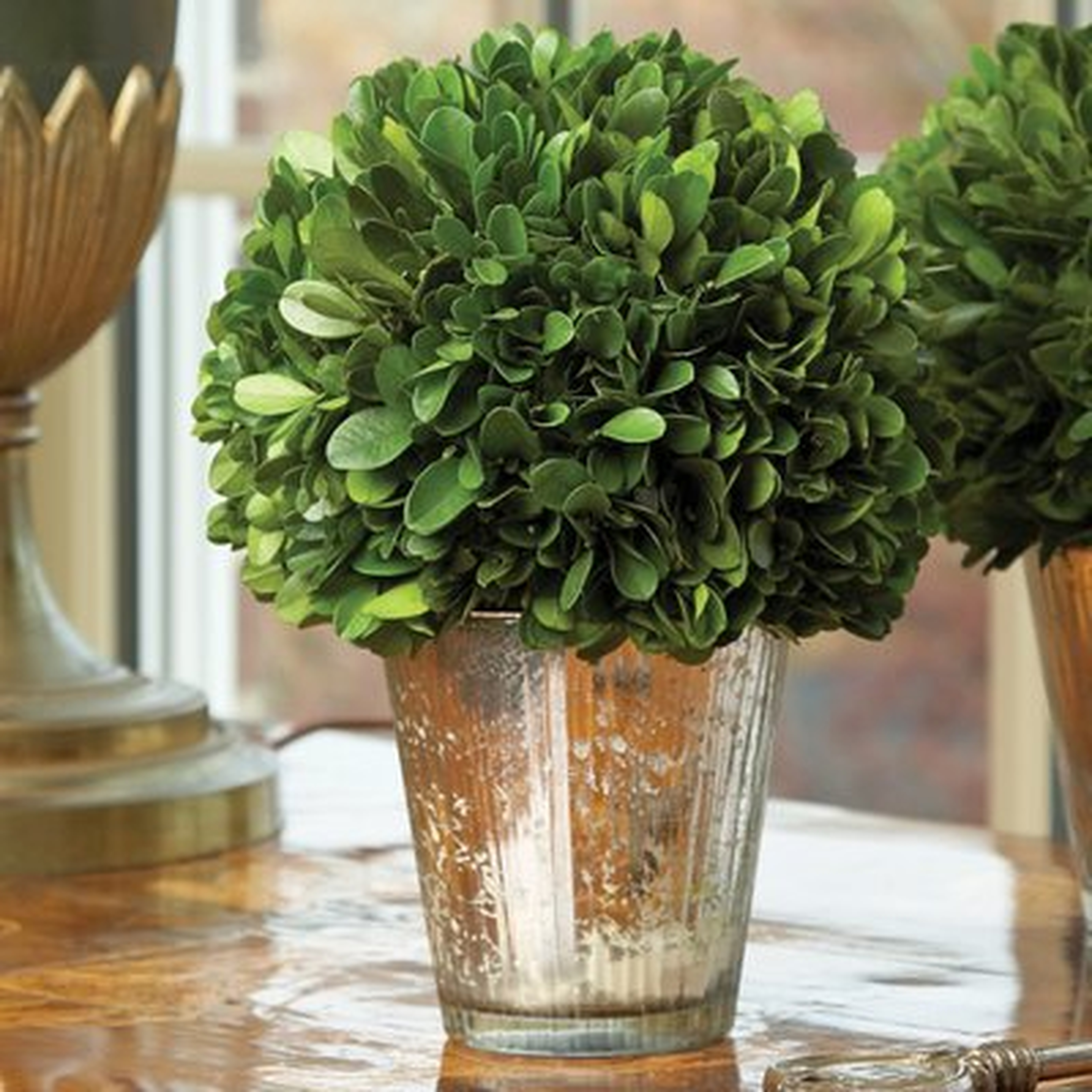 Perserved Greens Ball Topiary in Planter in Planter - Wayfair