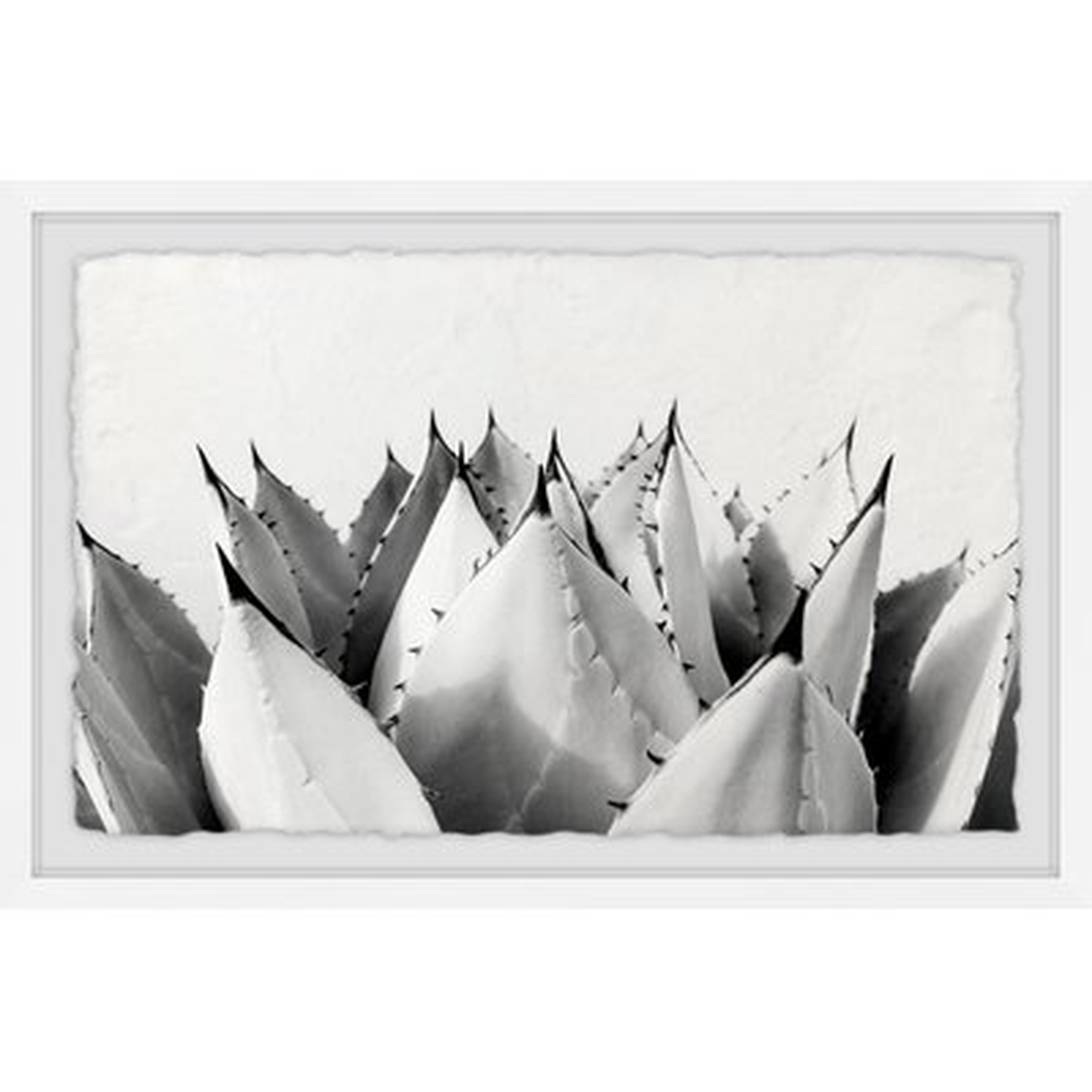 'Sweet Succulents II' Framed Print - Wayfair