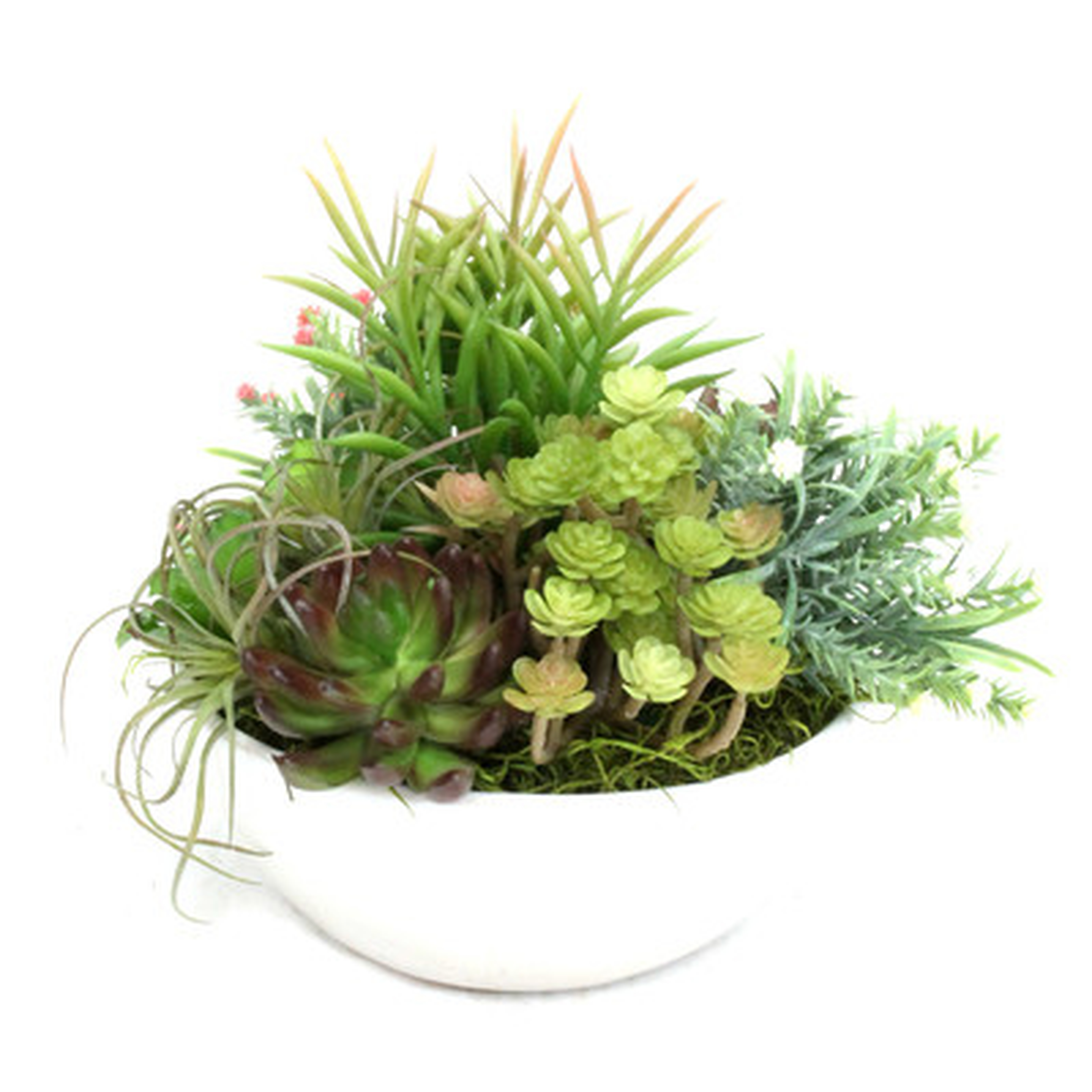 Table Top Succulent in Planter - Wayfair