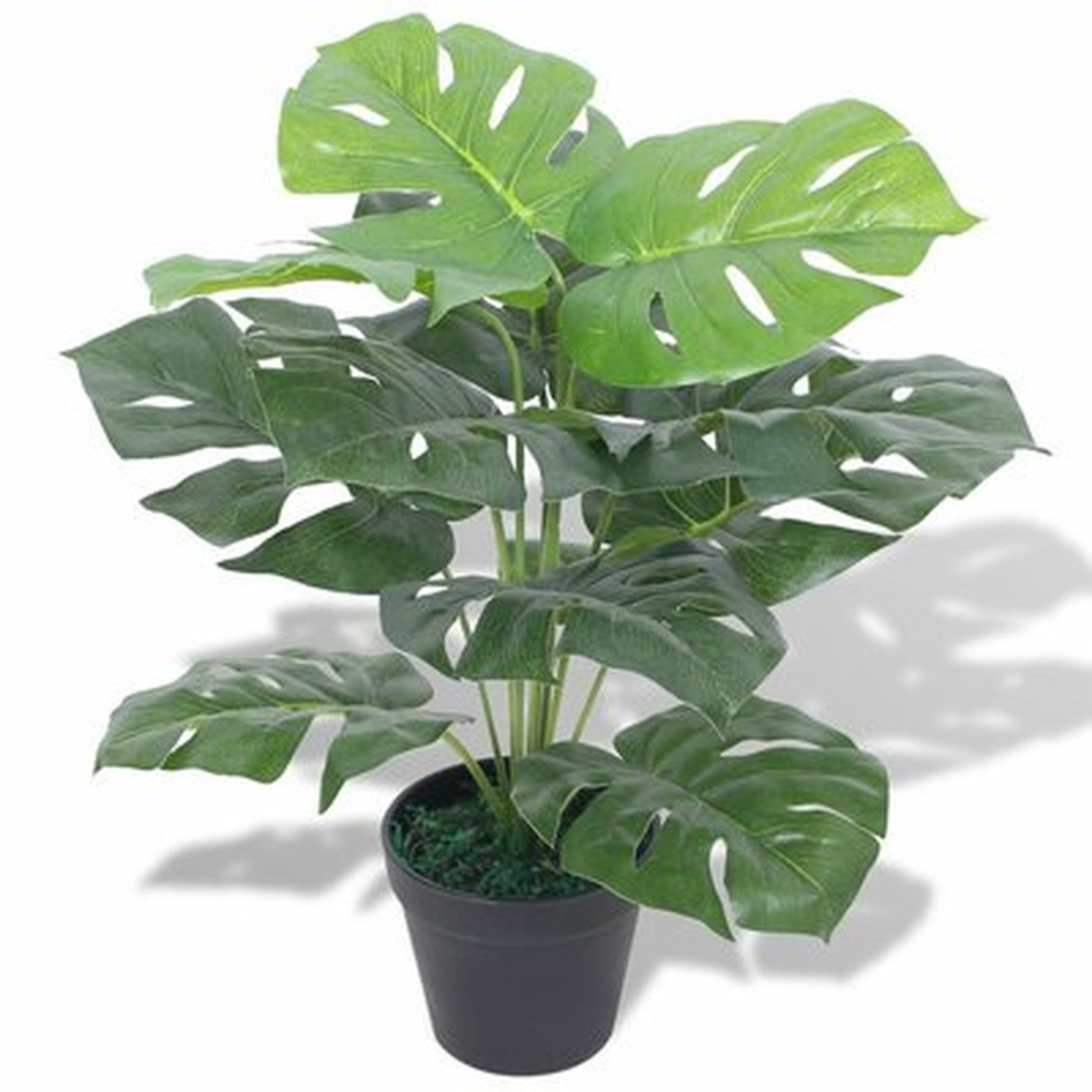 Monstera Foliage Plant in Pot - Wayfair
