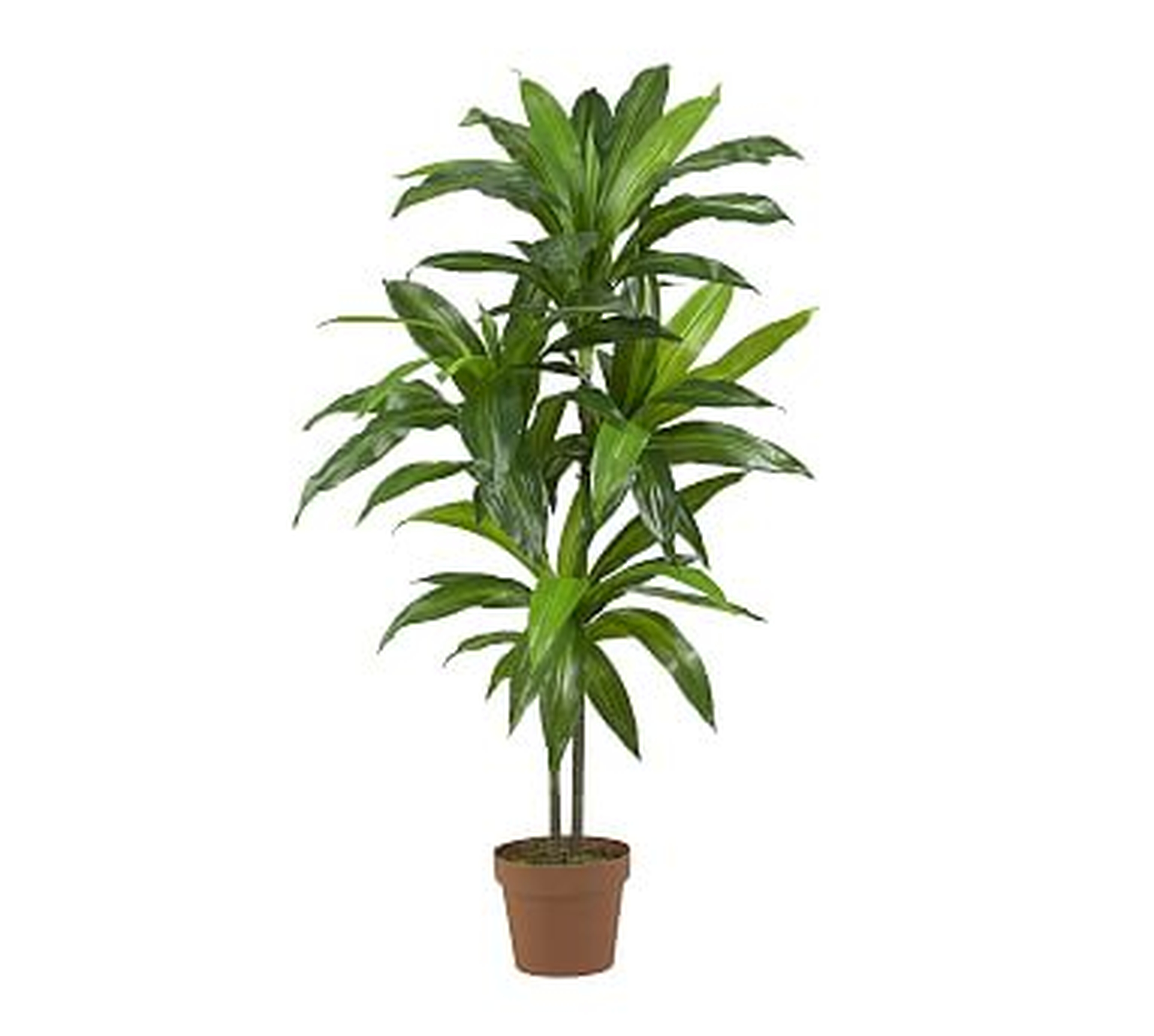 Faux Potted Dracaena Plant - Pottery Barn