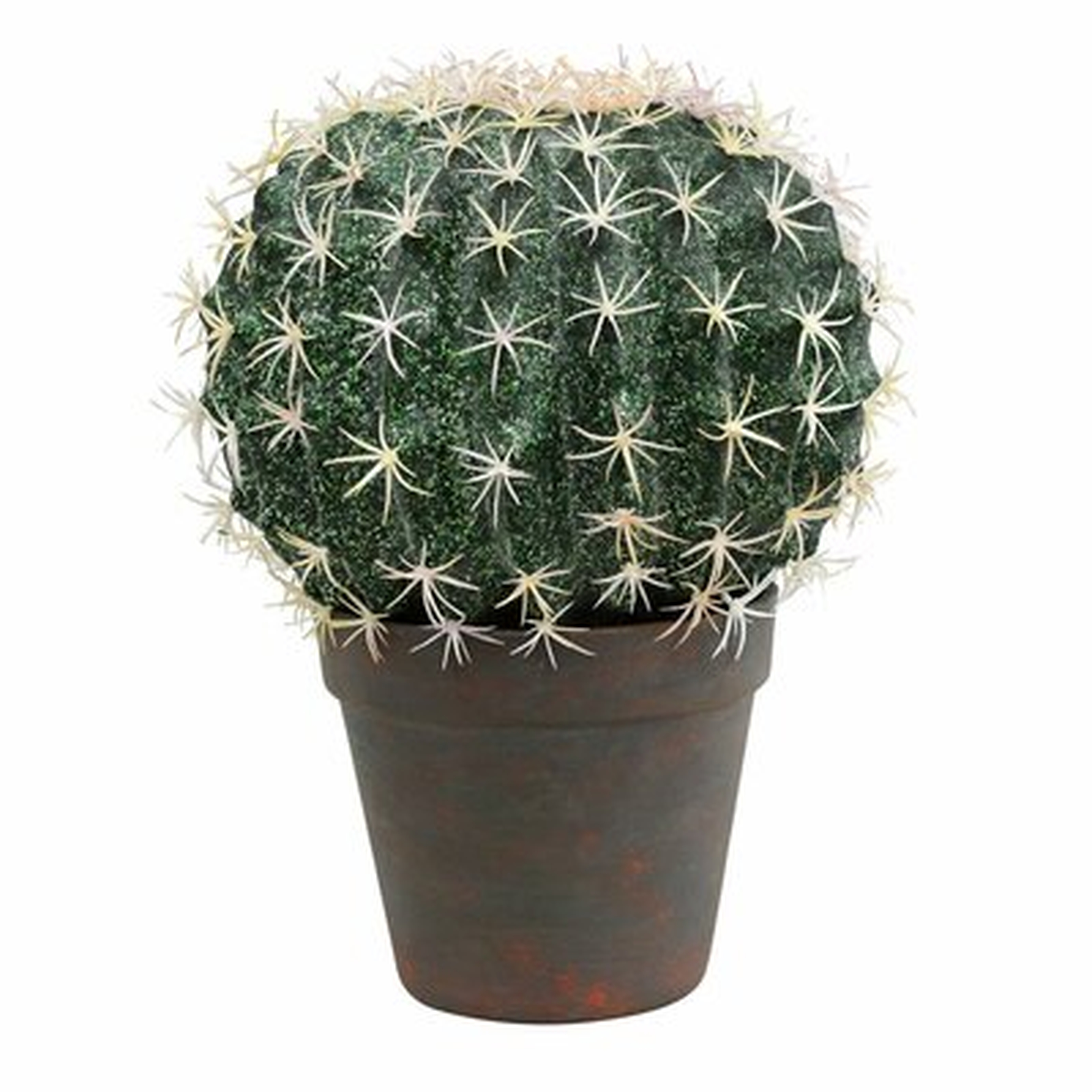 Ball Cactus Plant in Pot - Wayfair