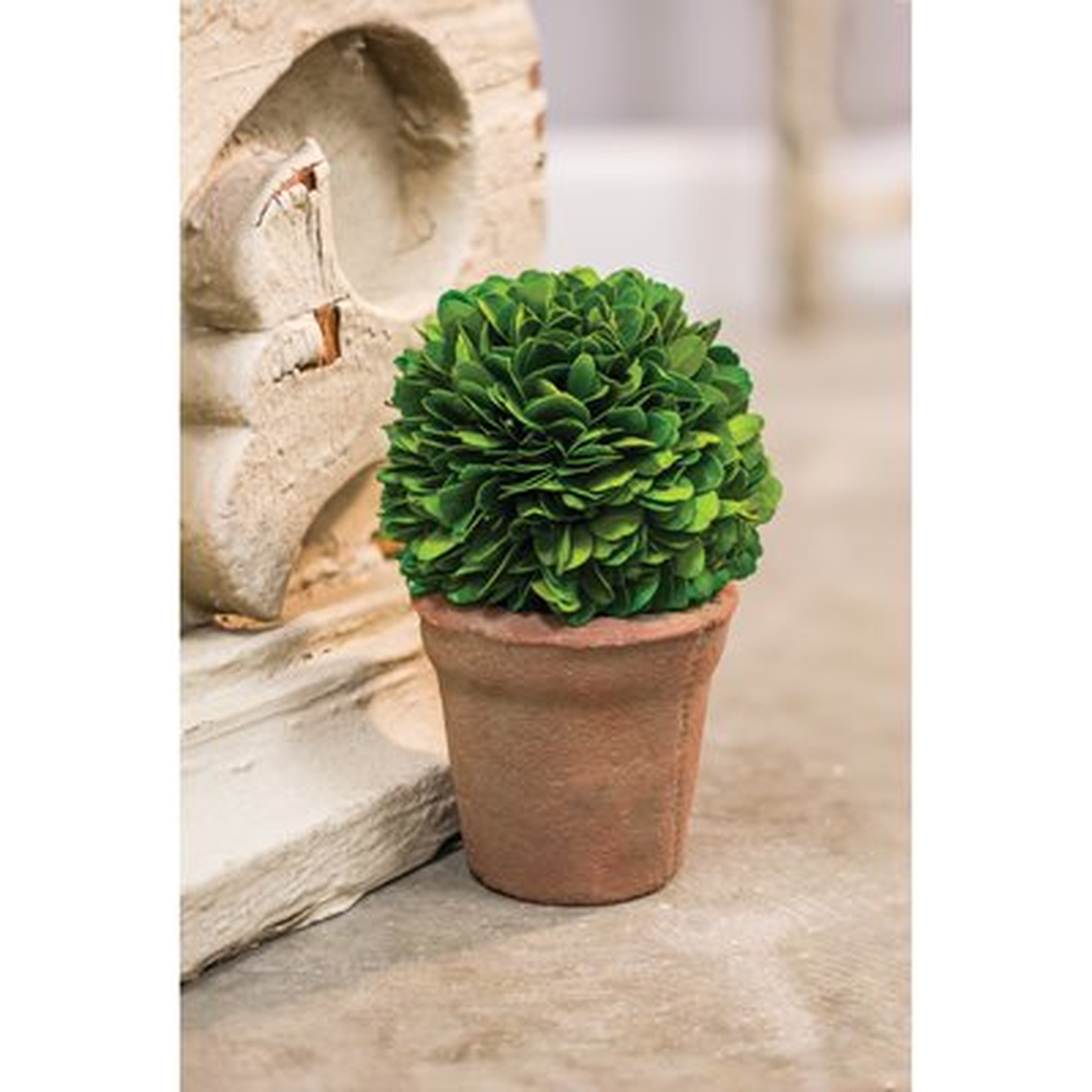 Desktop Boxwood Topiary in Pot Liner Liner - Birch Lane