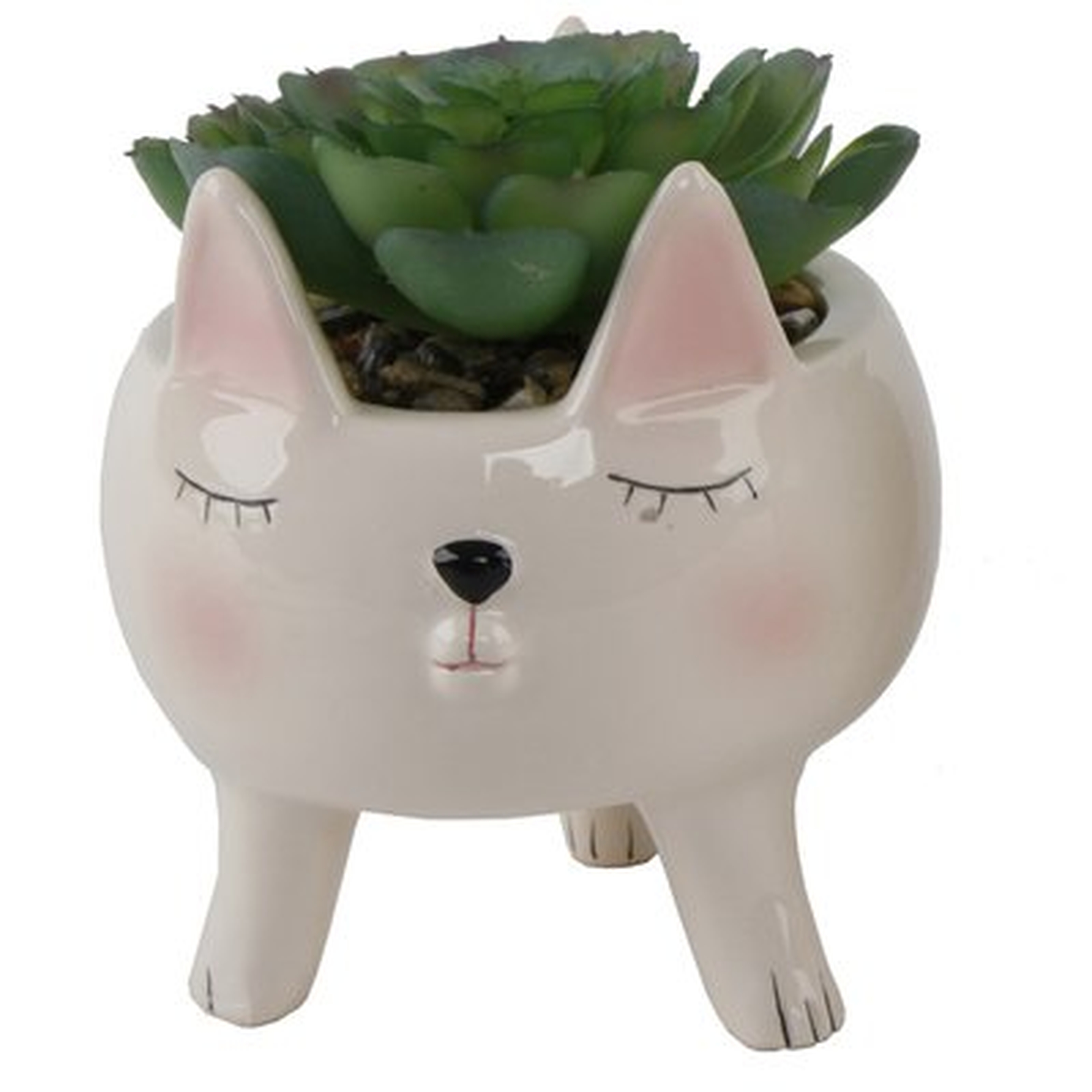 Cute Girl Cat Desktop Succulent Plant in Pot - Wayfair