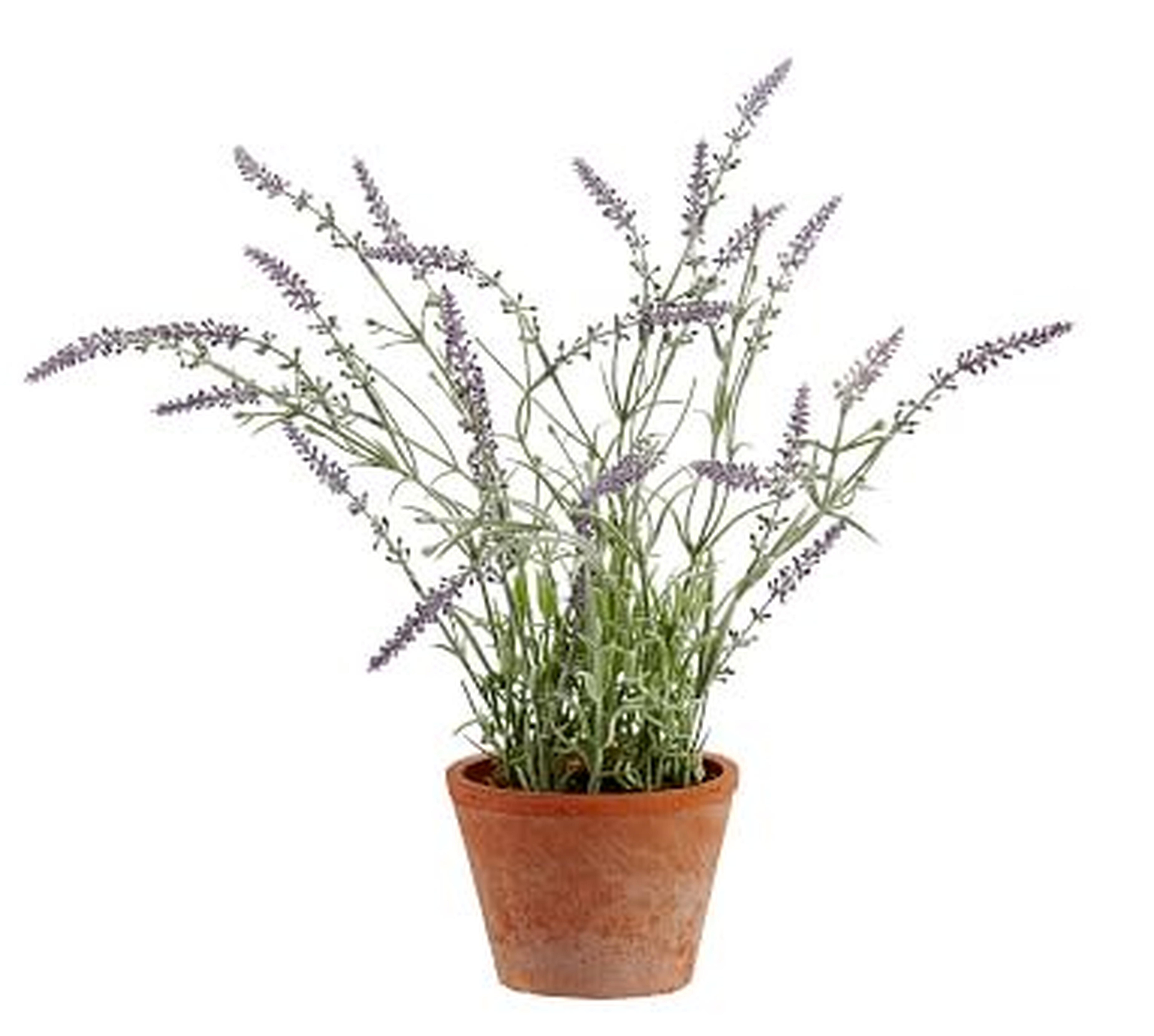Faux Potted Lavender, Medium - Pottery Barn