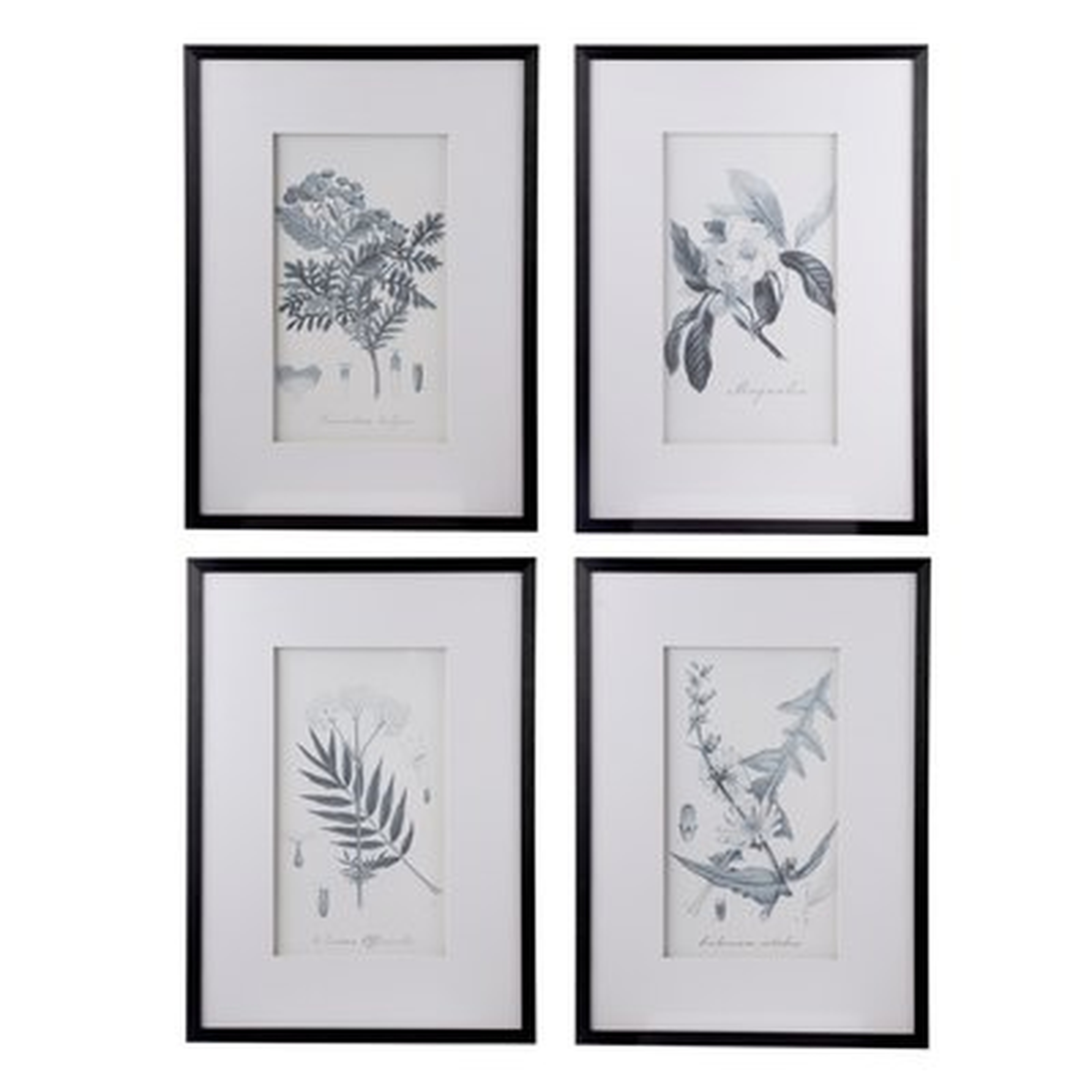 'Botanical' 4 Piece Framed Drawing Print Set - Wayfair