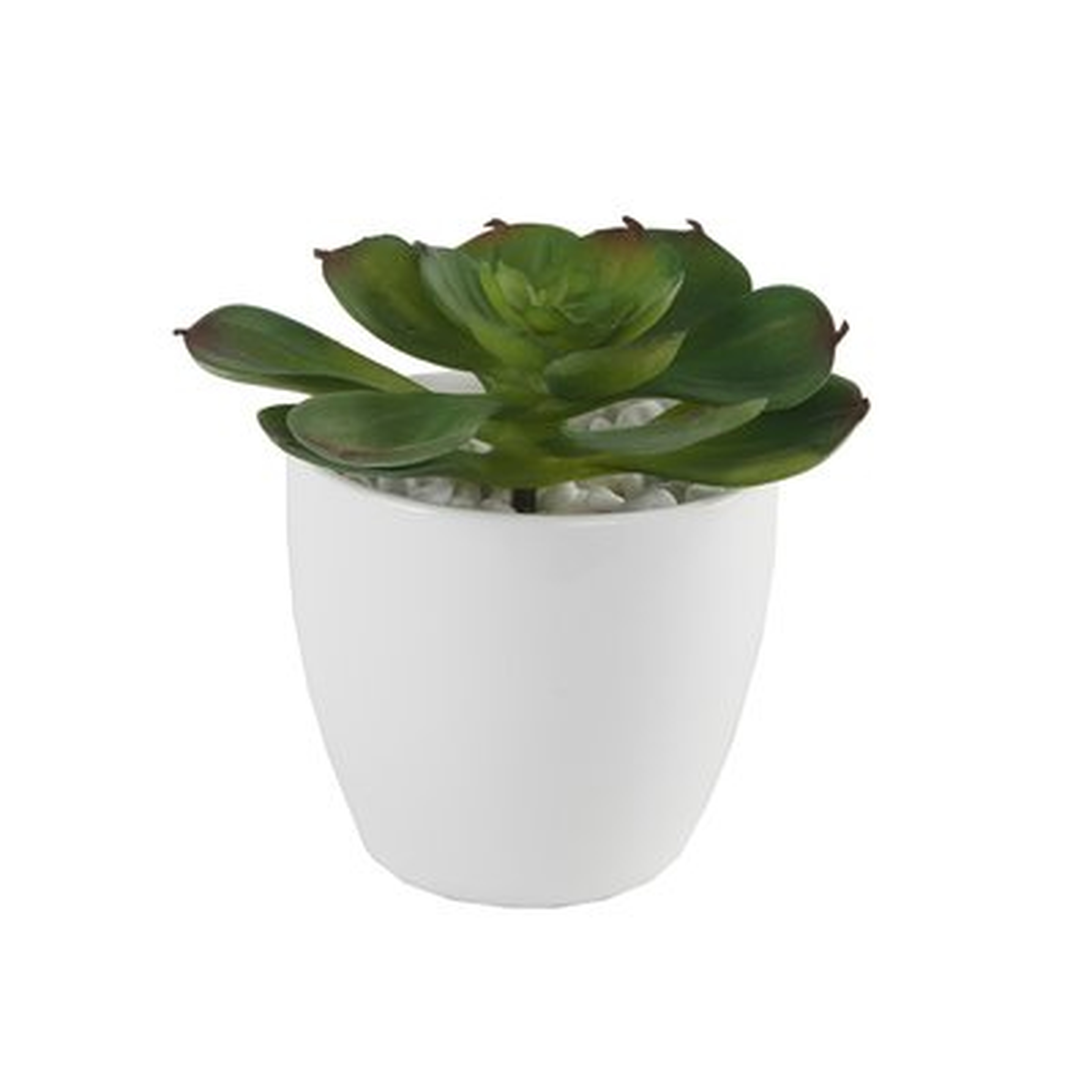 Echeveria Desktop Succulent Plant in Pot - Wayfair