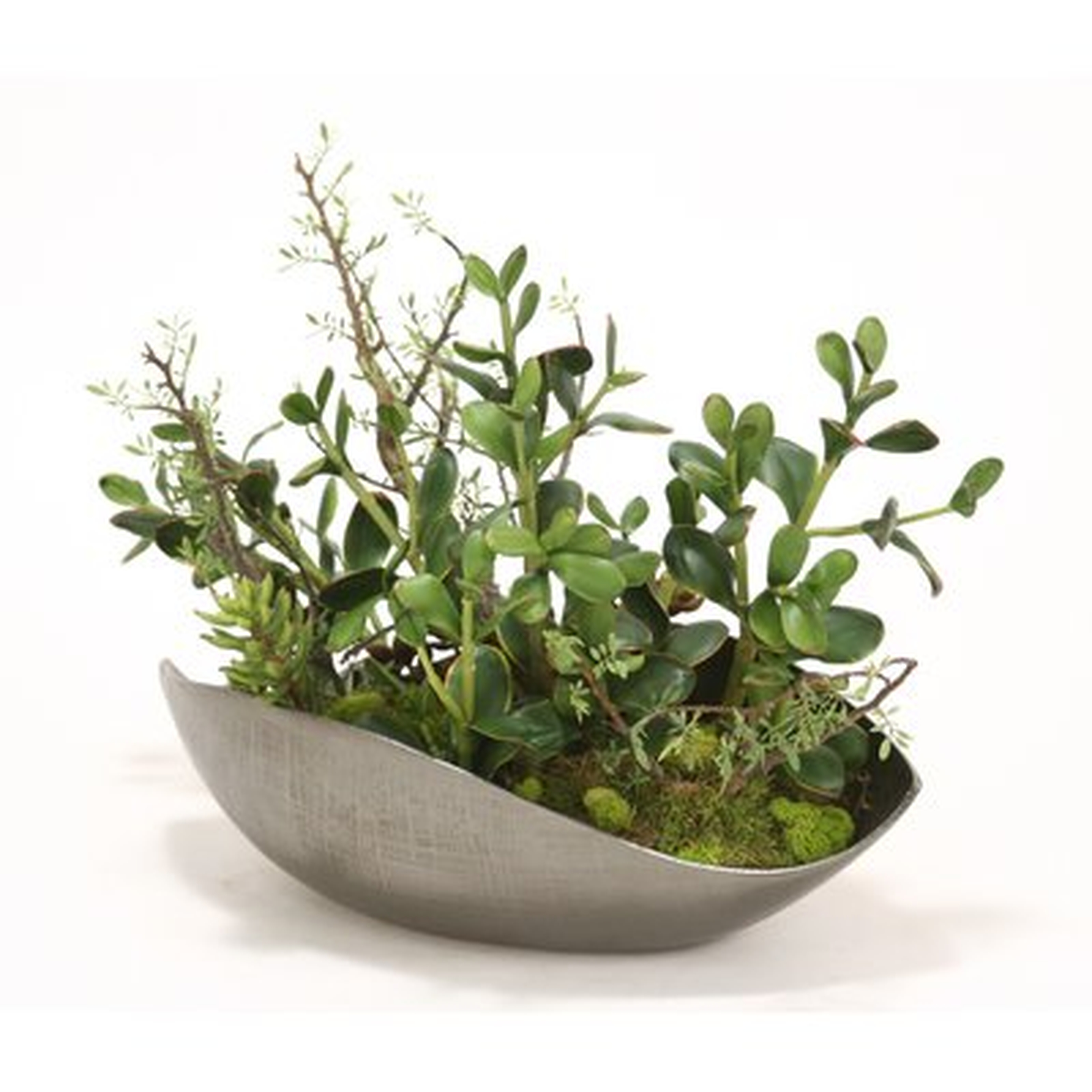 Succulents and Jade Plants Desk Top Plant - Wayfair
