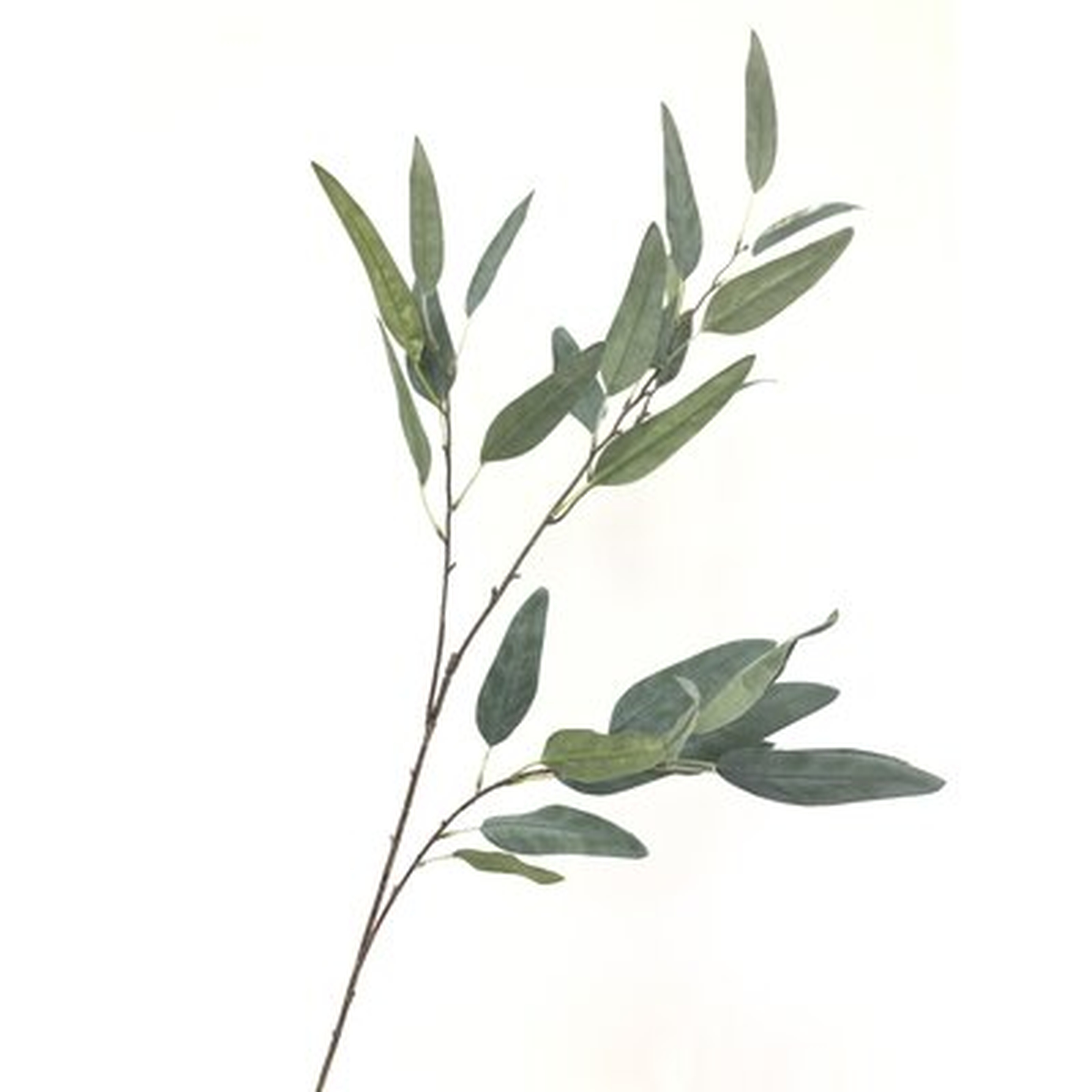 Eucalyptus Plant - Wayfair