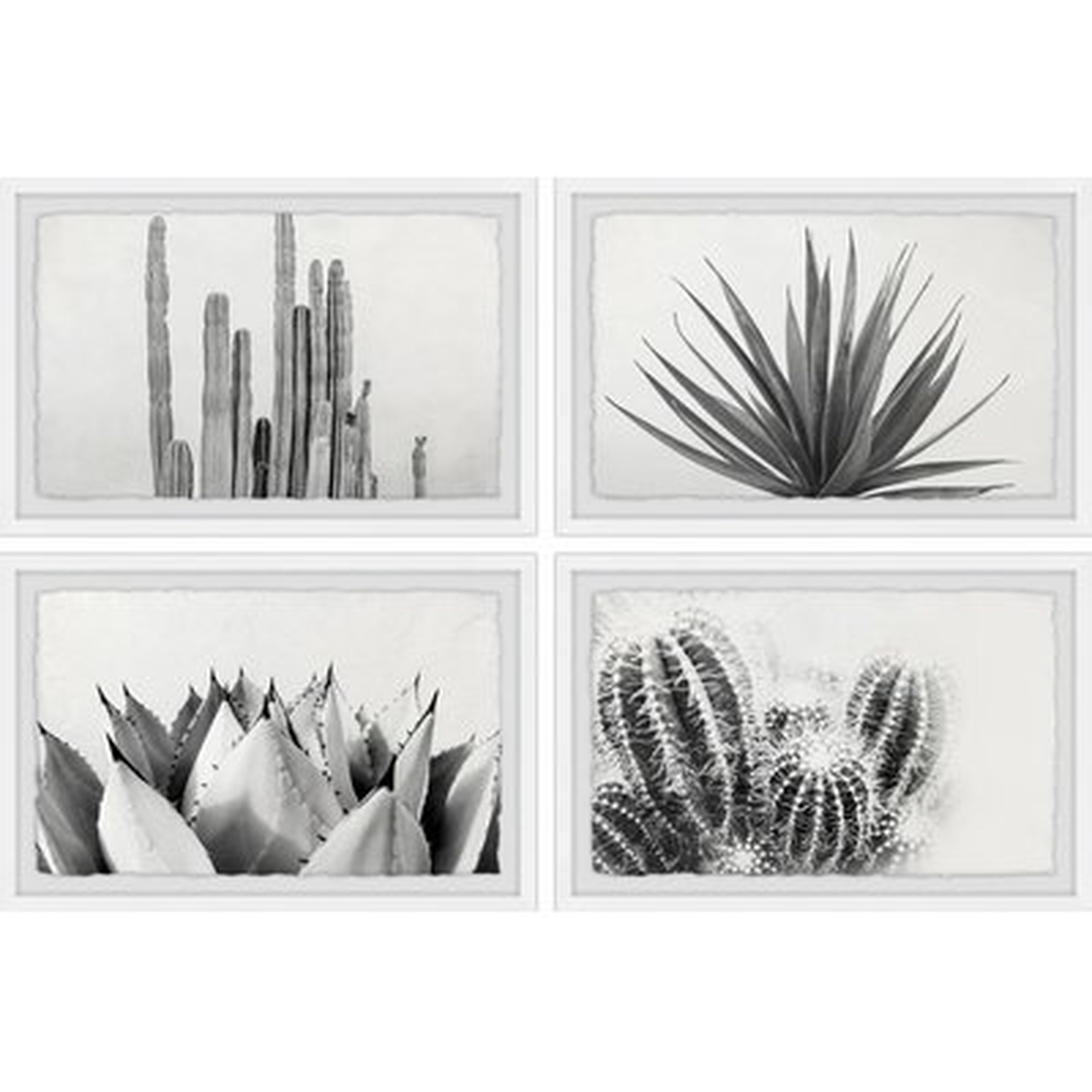 'Cactus Kinds Quadriptych' 4 Piece Framed Photographic Print Set - Wayfair