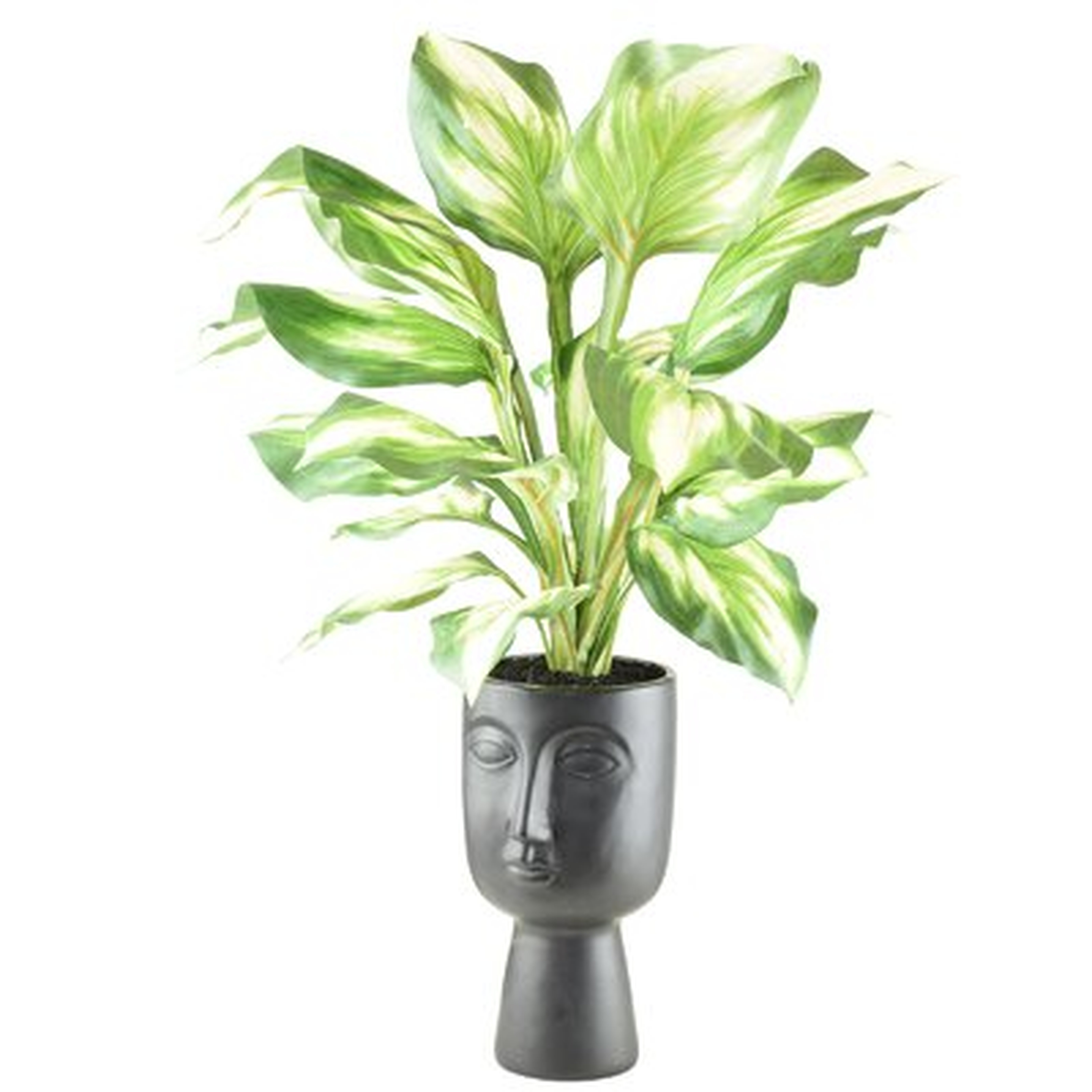 Hosta Plant in Decorative Vase - Wayfair