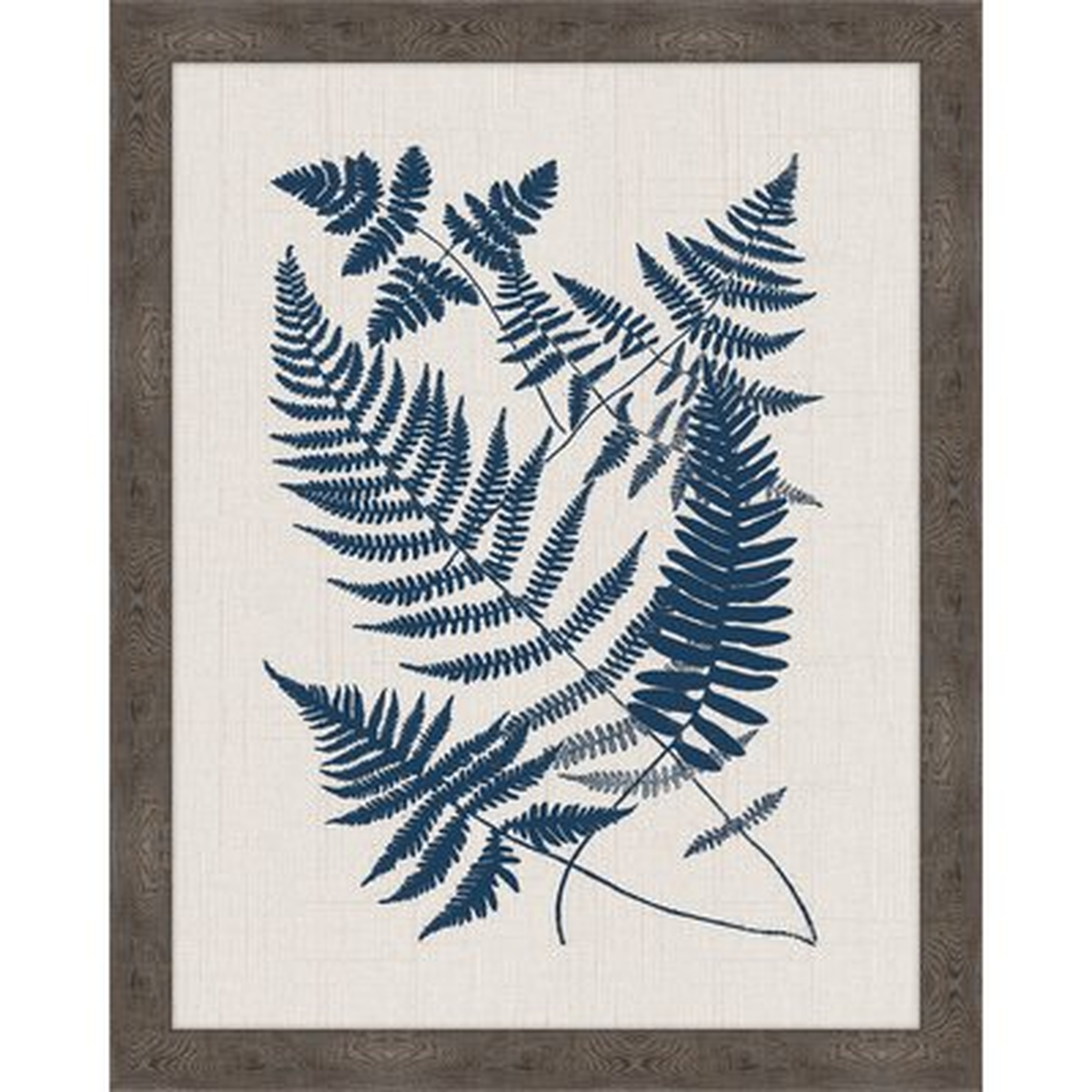'Buckler Ferns' Framed Graphic Art Print - Wayfair
