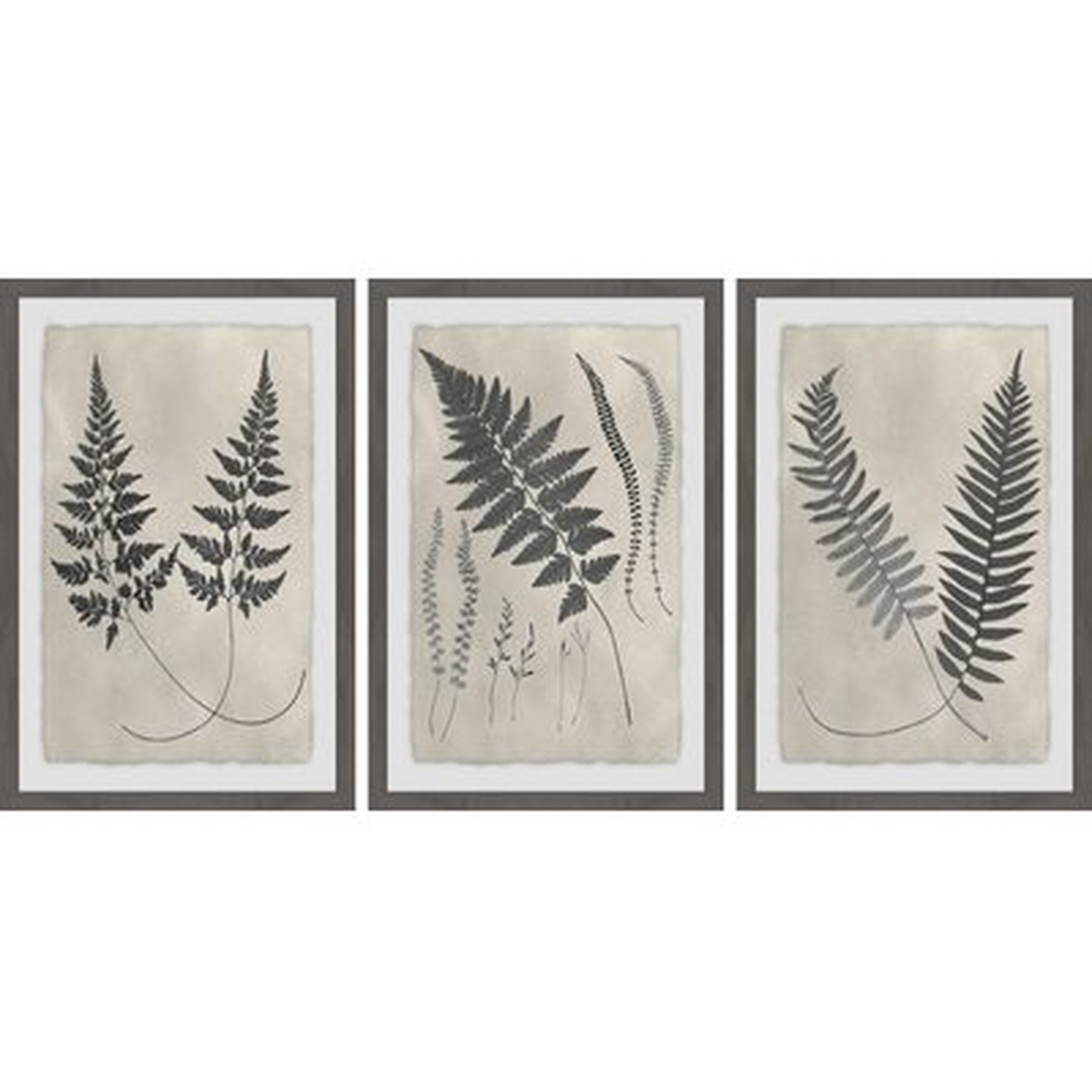'Vintage Fern Study II Triptych' 3 Piece Framed Graphic Art Print Set - Wayfair