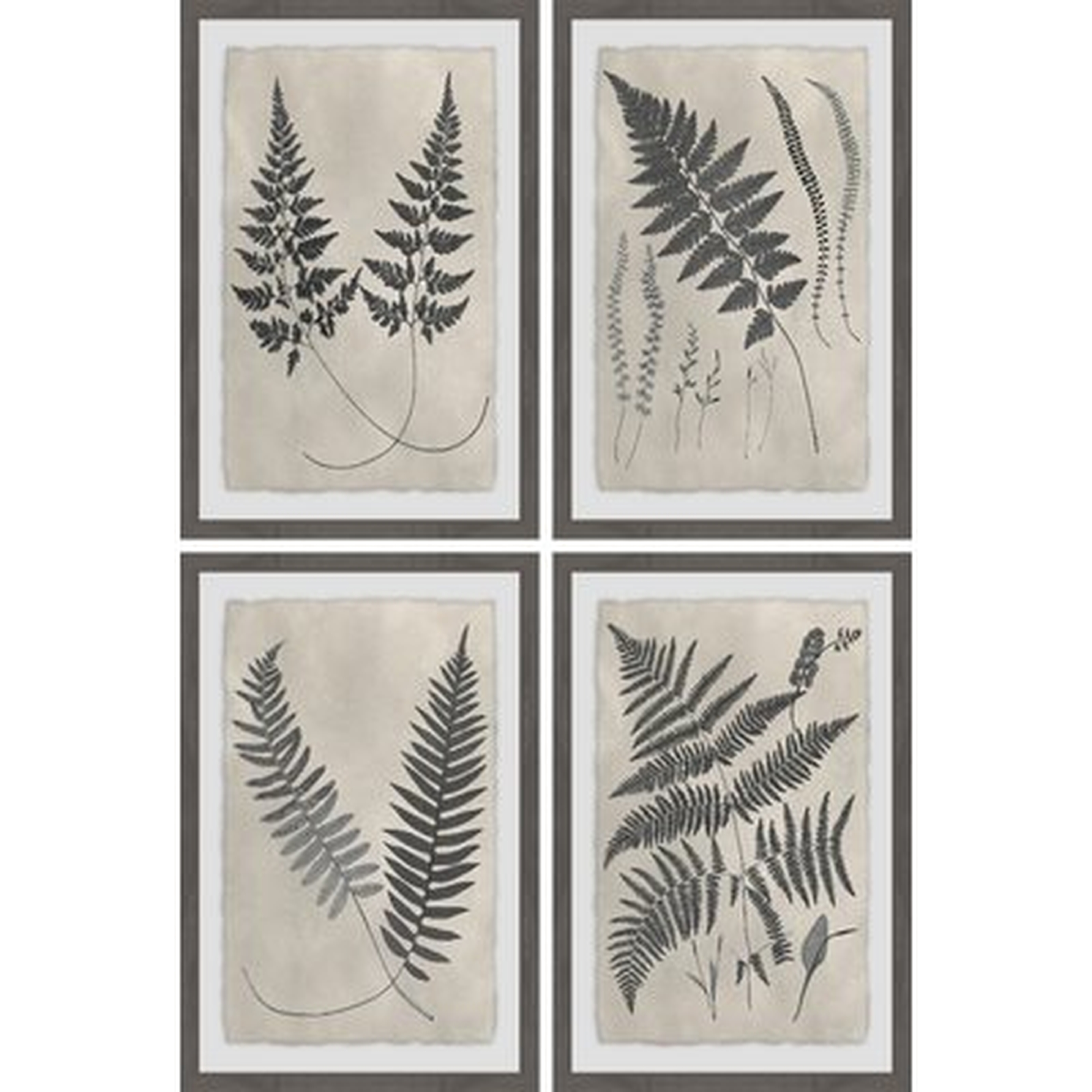 'Vintage Fern Study III Quadriptych' 4 Piece Framed Graphic Art Print Set - Wayfair