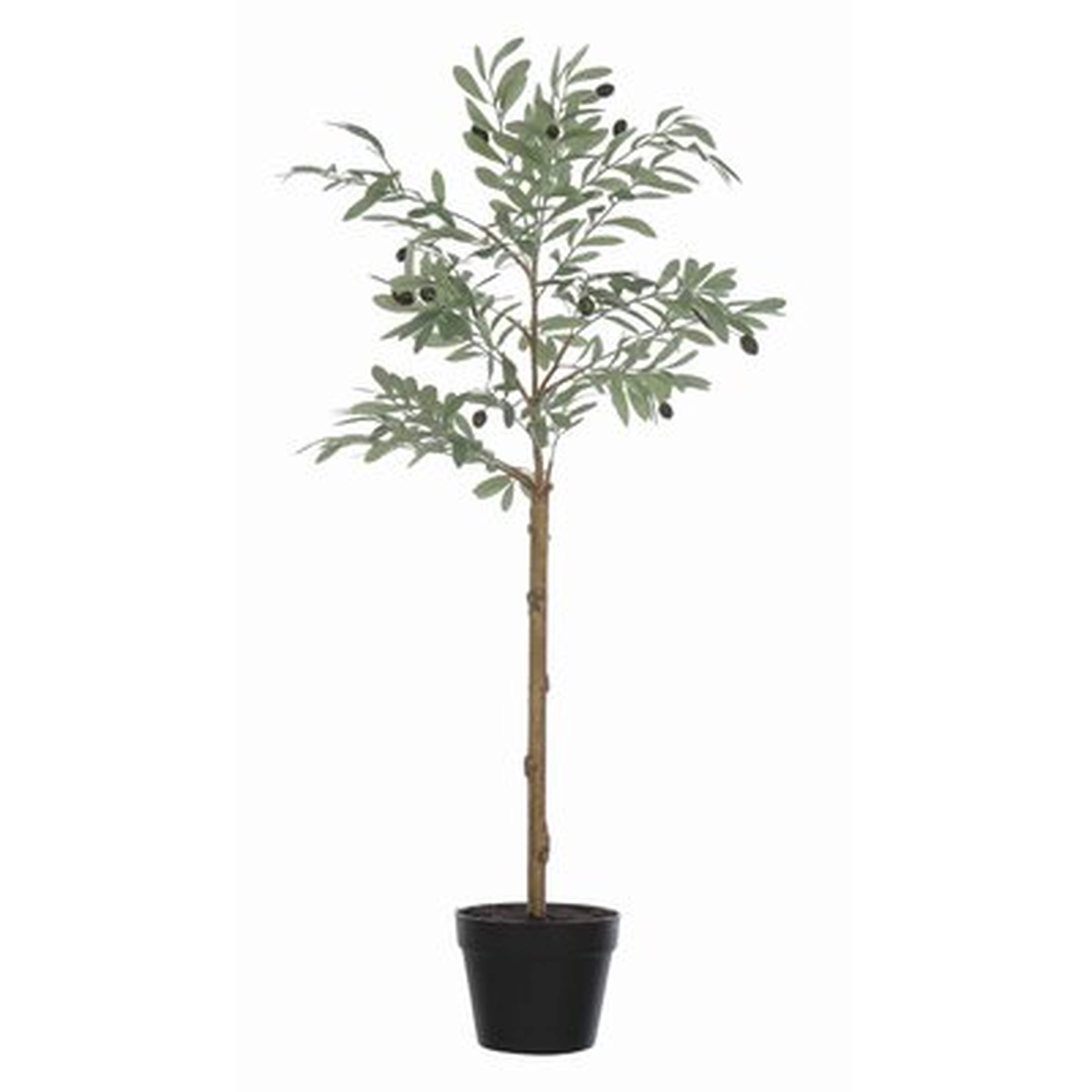 Olive Plant in Pot - Wayfair