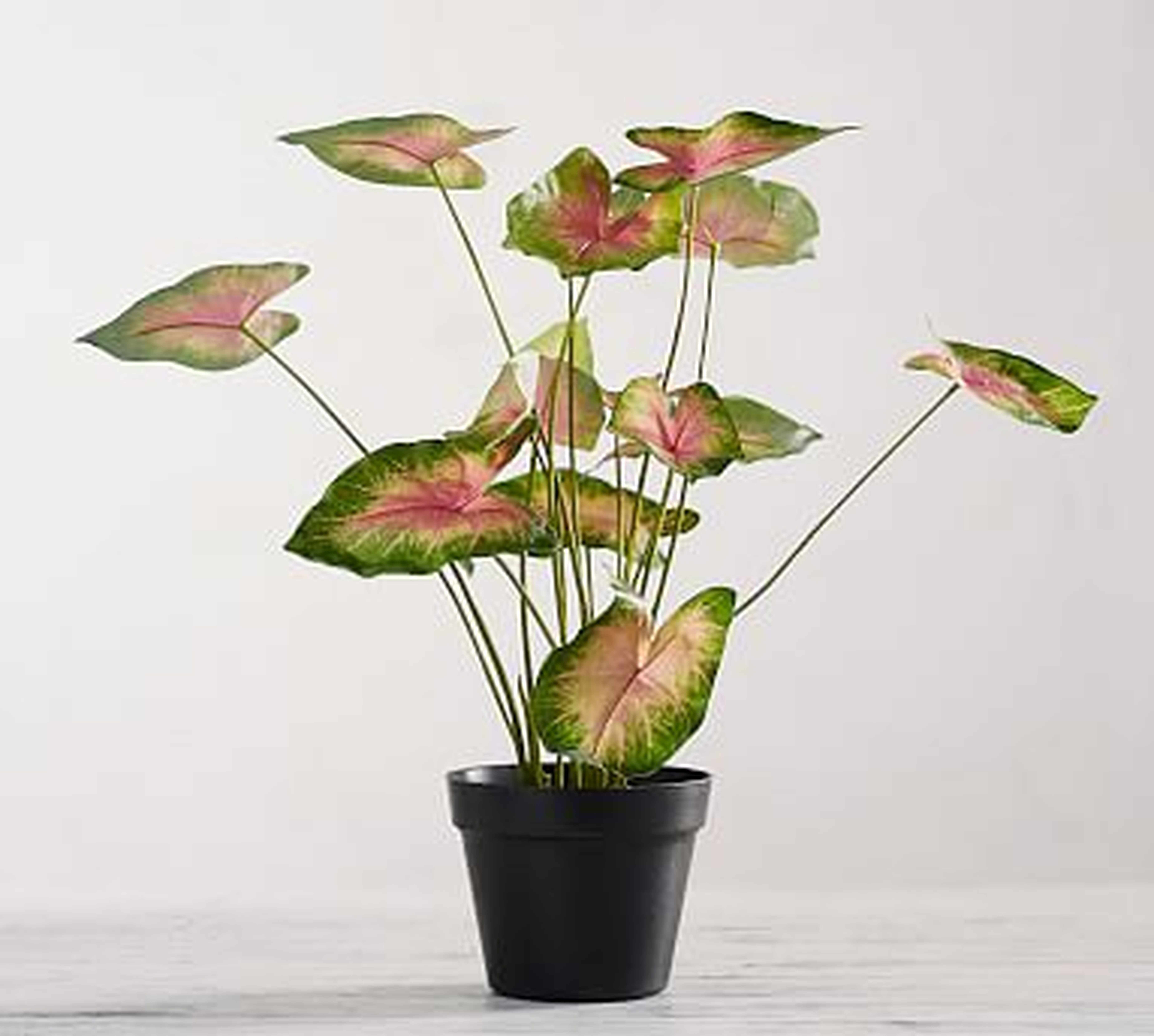 Faux Potted Caladium Houseplant - Pottery Barn