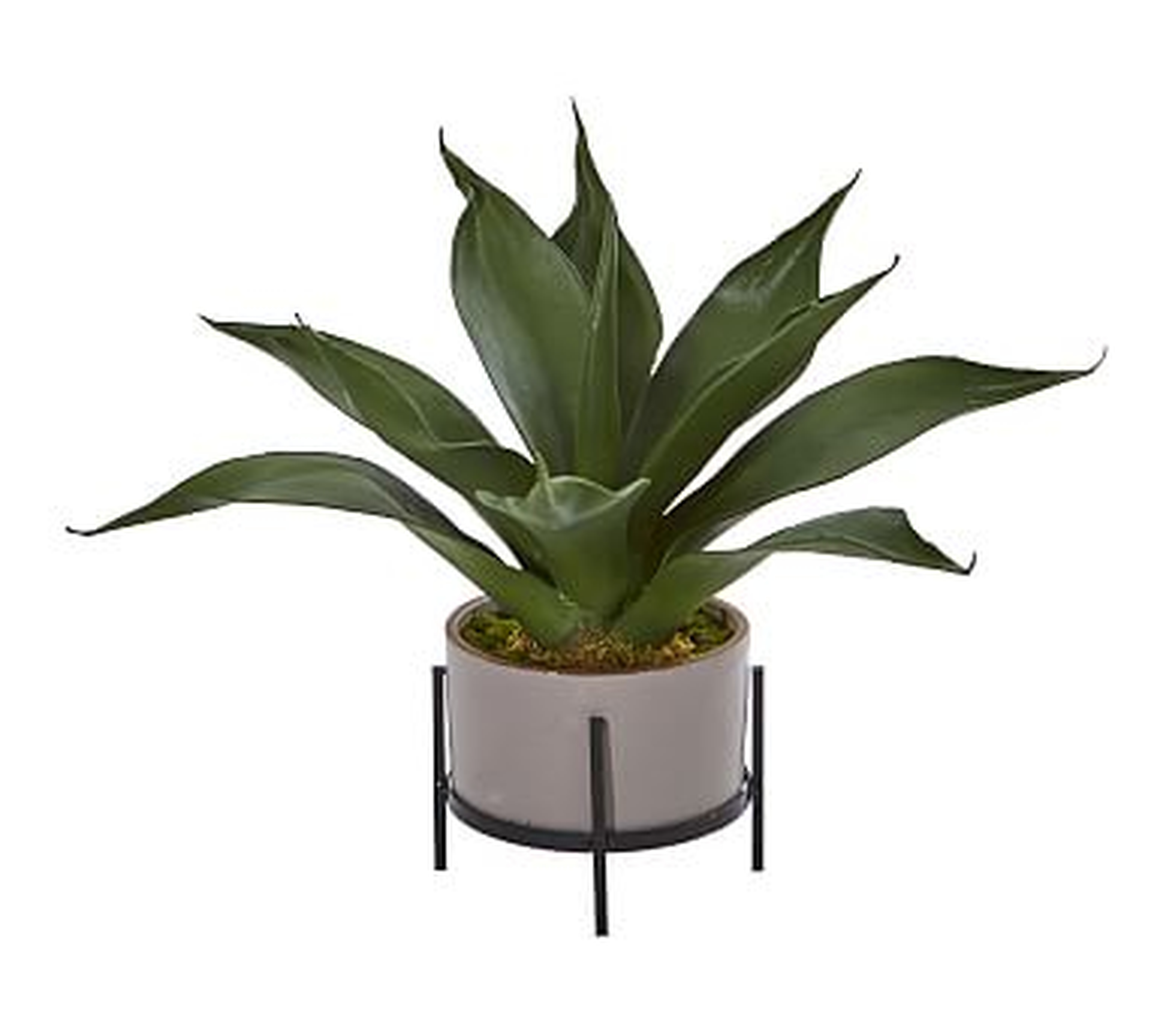 Faux Agave Succulent In Decorative Planter - Pottery Barn