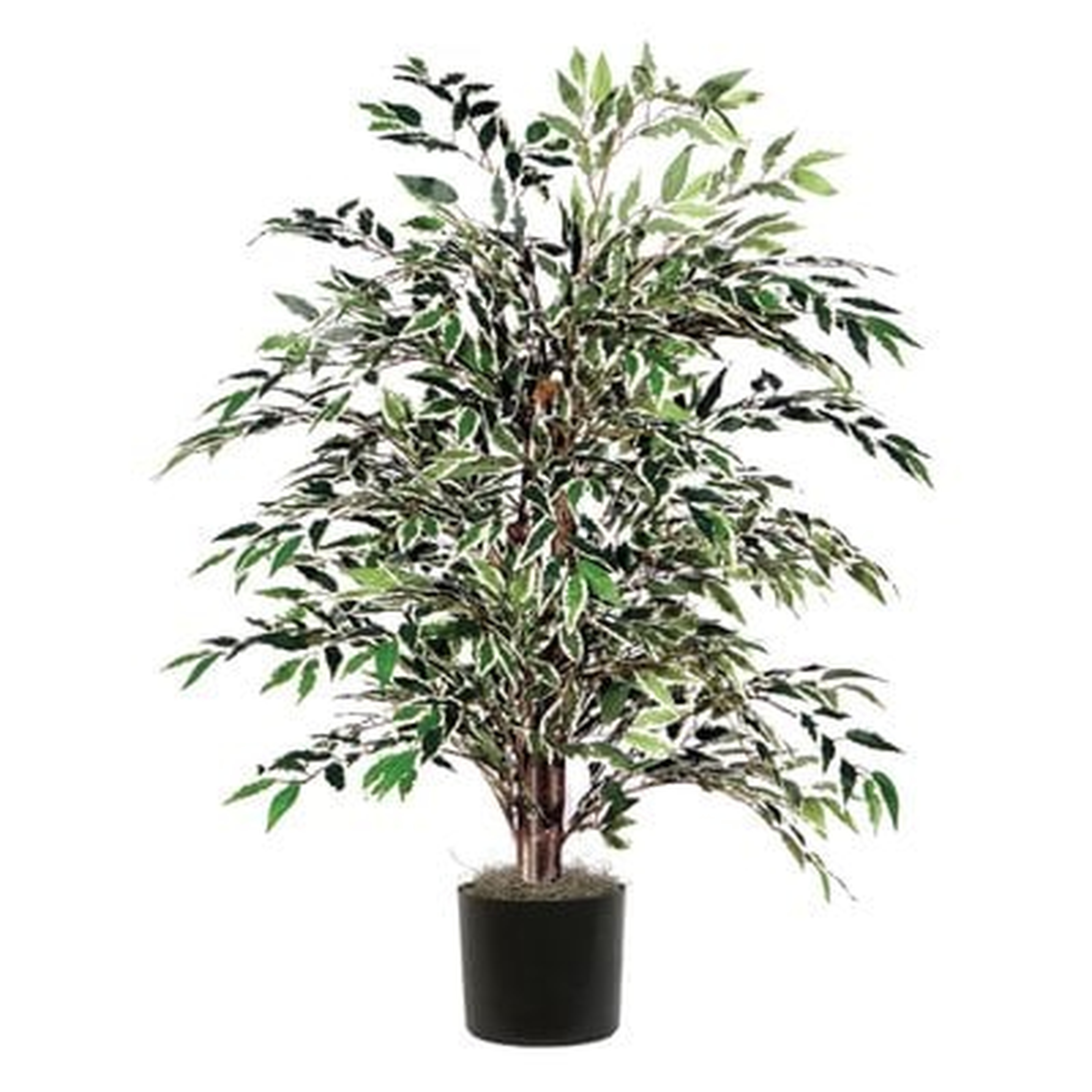 Floor Ficus Tree in Pot - Wayfair