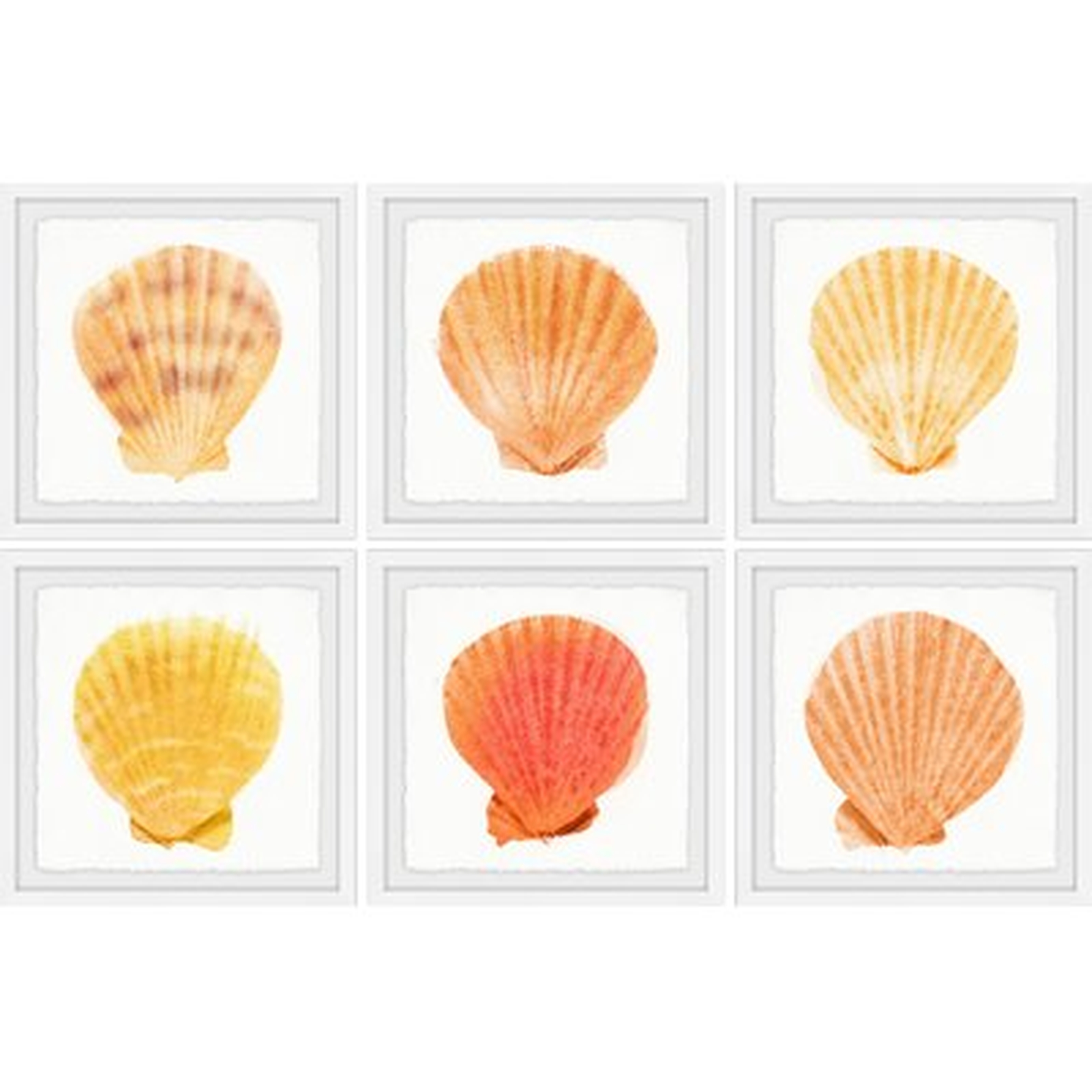 'Sea Shells Wonder II' 6 Piece Framed Acrylic Painting Print Set - Wayfair