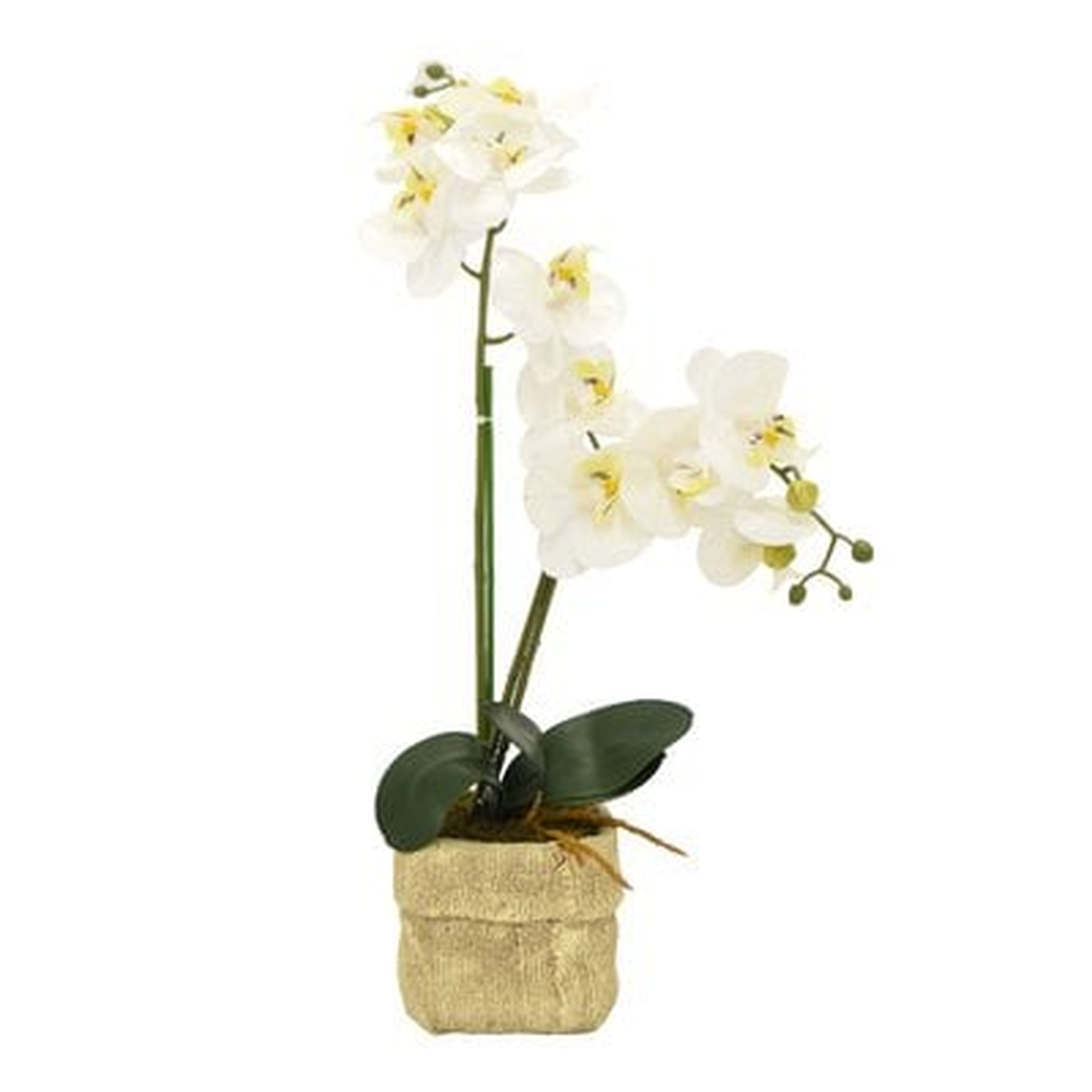 Faux Orchid Desktop Flowering Plastic Plant in Pot - Wayfair